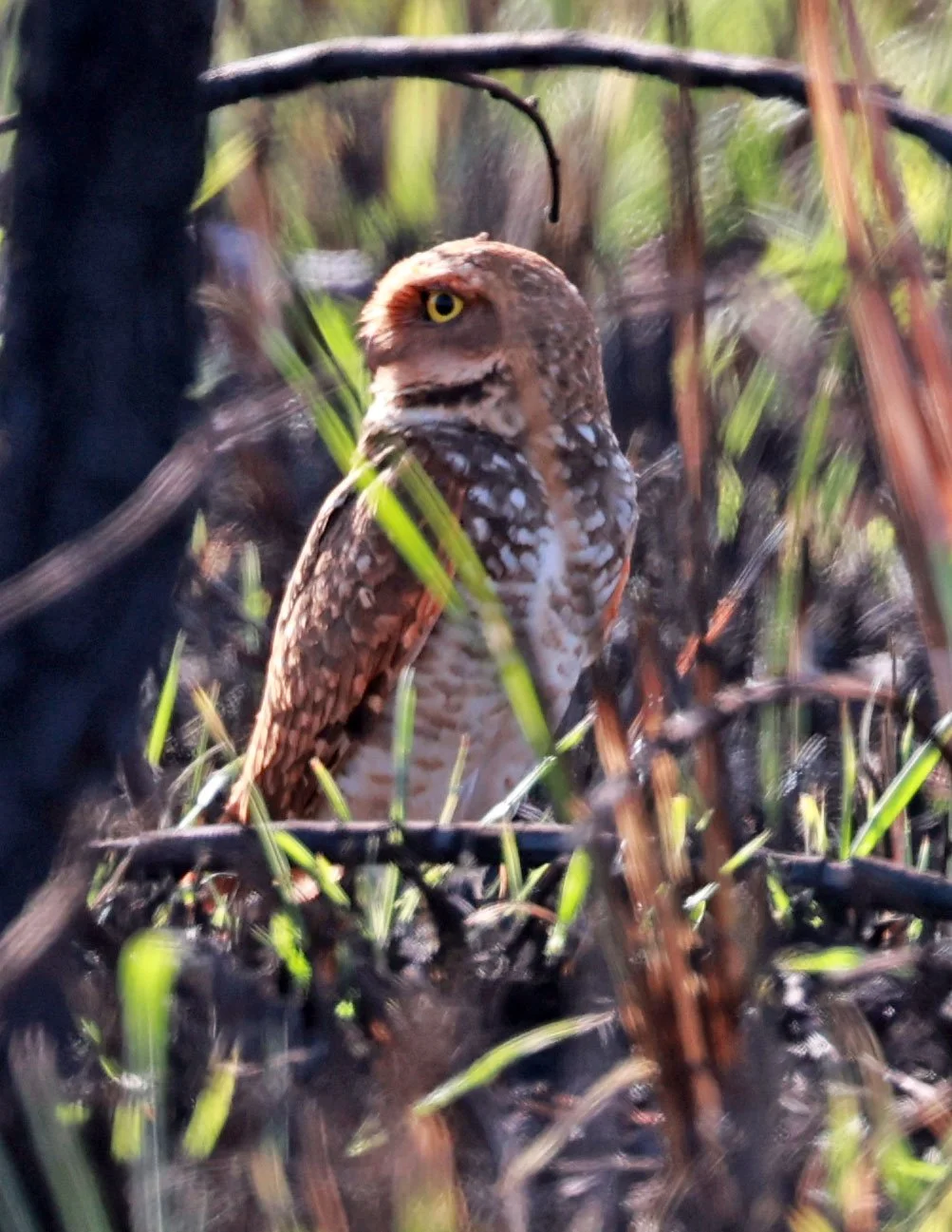 Owl - Burrowing Owl - Athene cunicularia - Emas National Park, Goias Brazil (4).jpg
