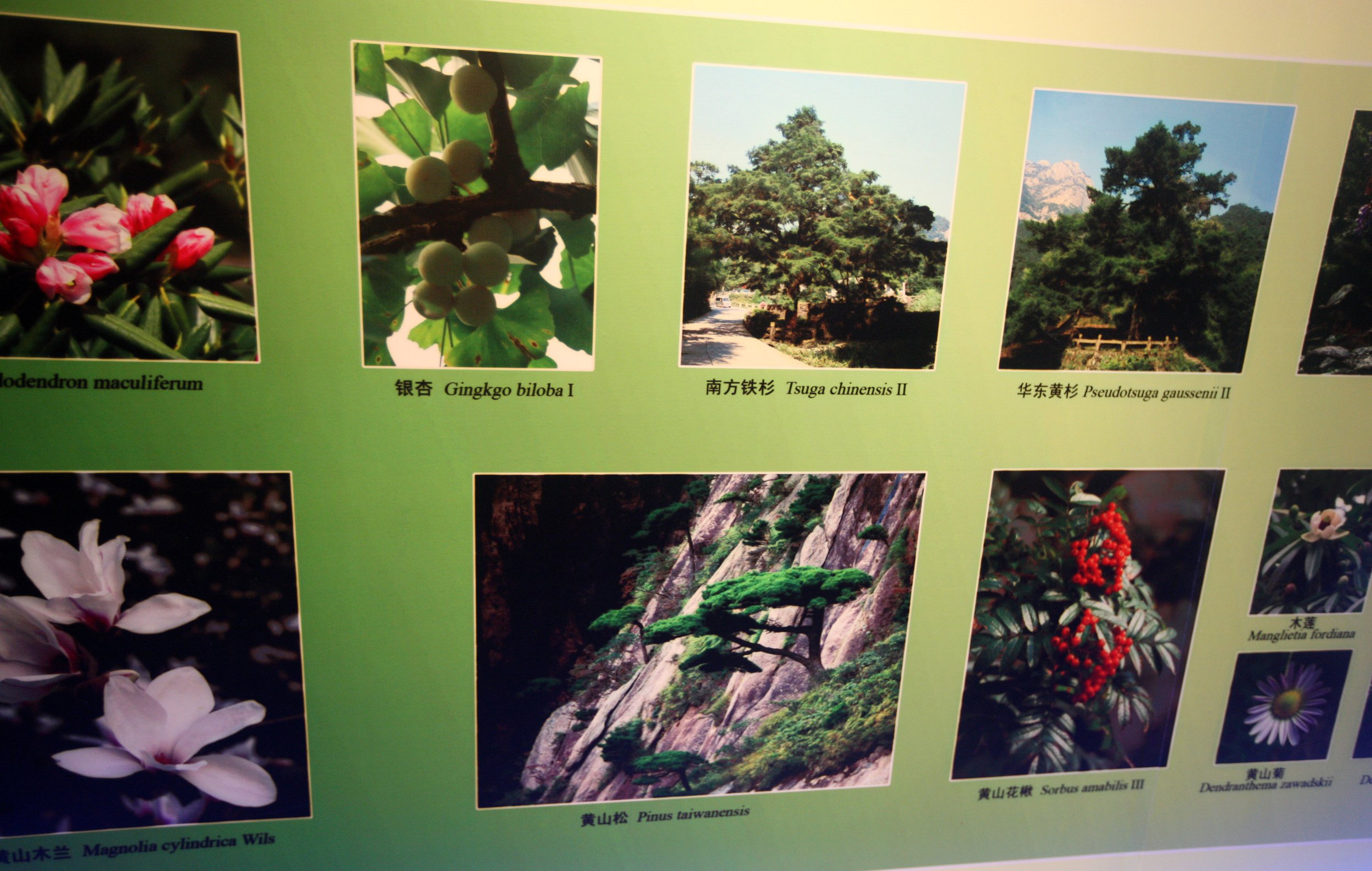 HUANGSHAN NATIONAL PARK ANHUI PROVINCE CHINA (263).JPG