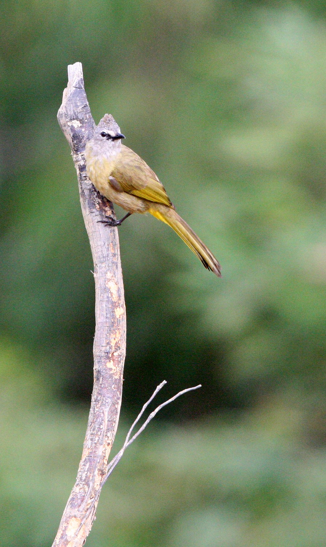 BULBUL - FLAVESCENT BULBUL - Pycnonotus flavescens - KAENG KRACHAN NP THAILAND (11).JPG