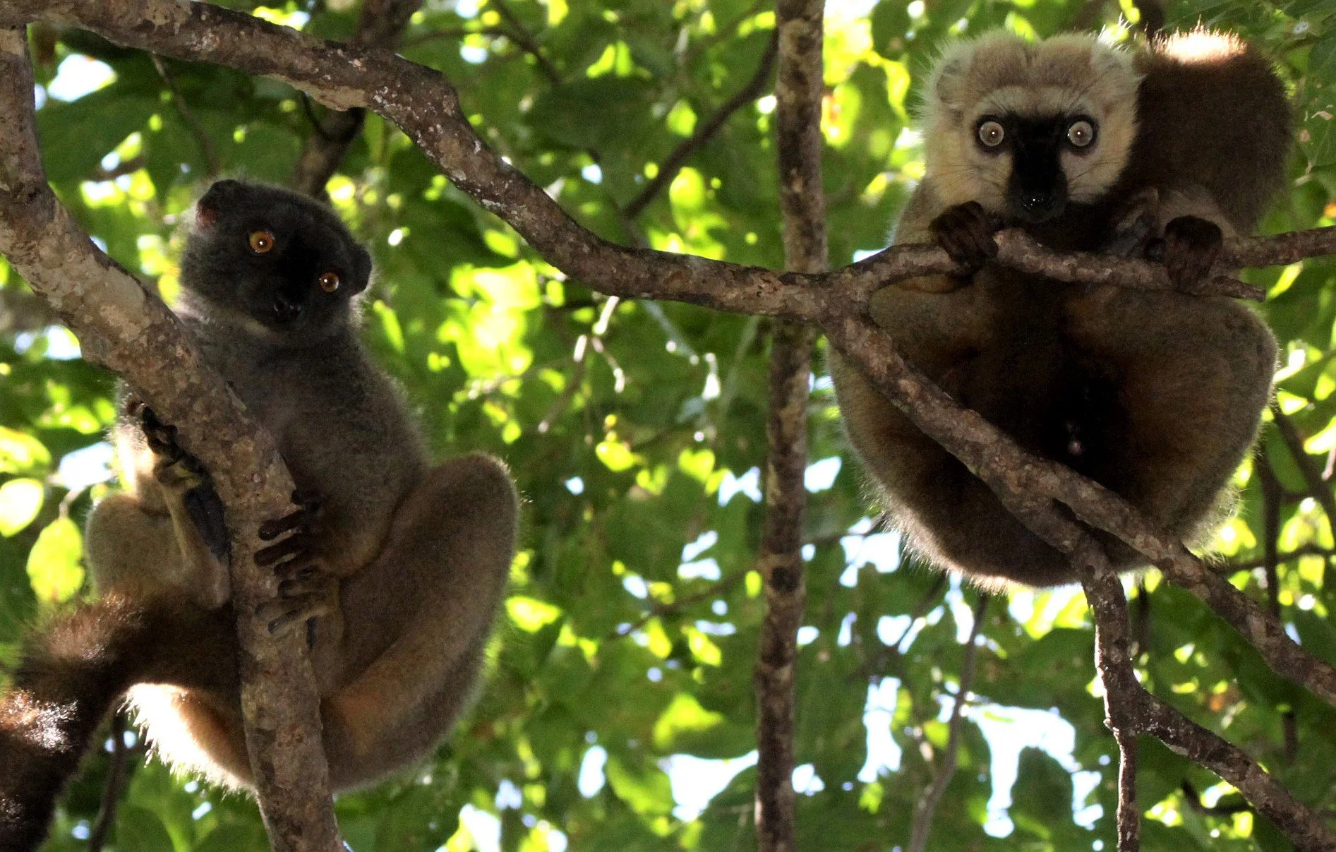 LEMURIDAE - Eulemur sanfordi - SANFORD'S BROWN LEMUR - ANKARANA NATIONAL PARK MADAGASCAR aa26.jpg