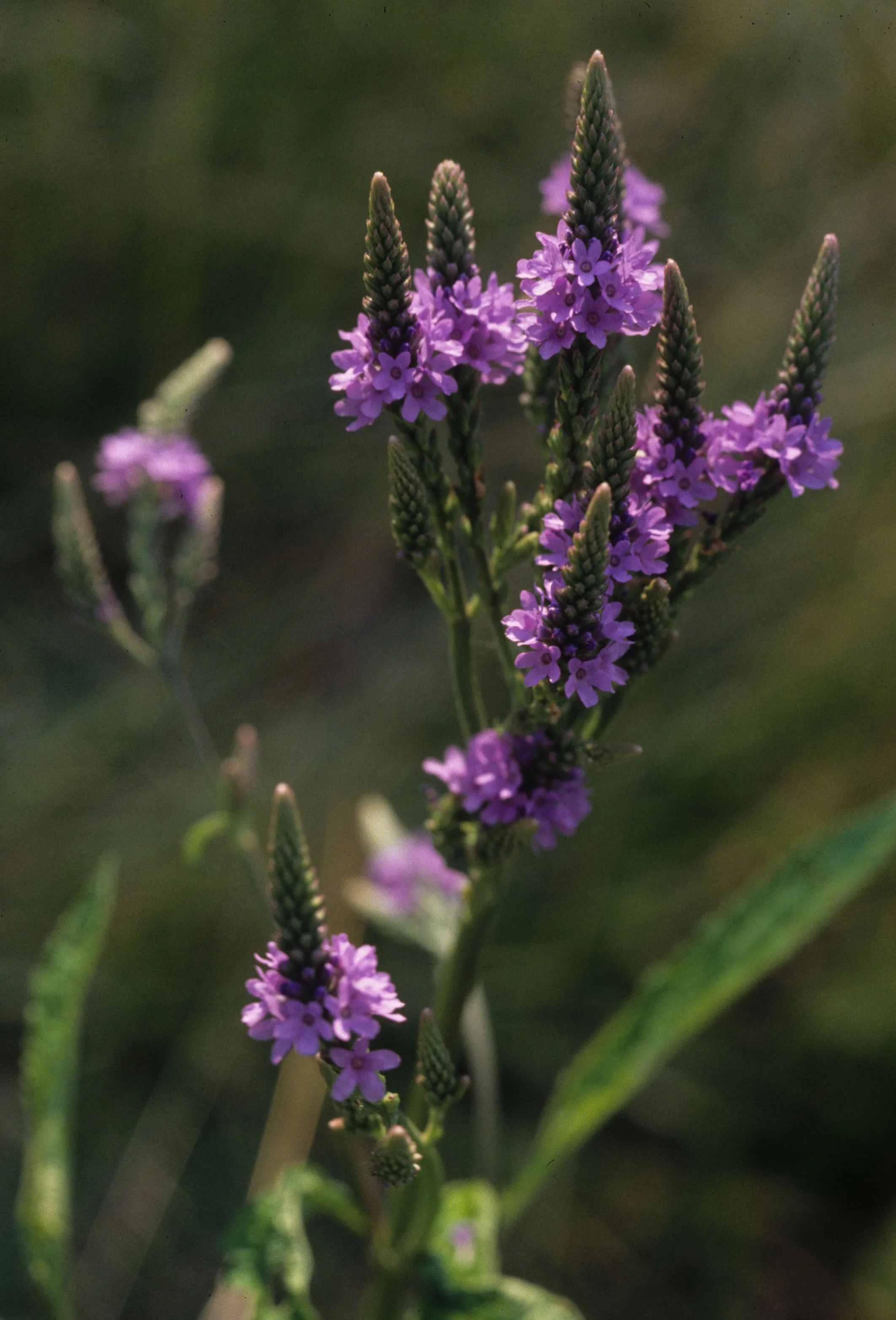 ARKANSAS - WILDFLOWER SPECIES A.jpg
