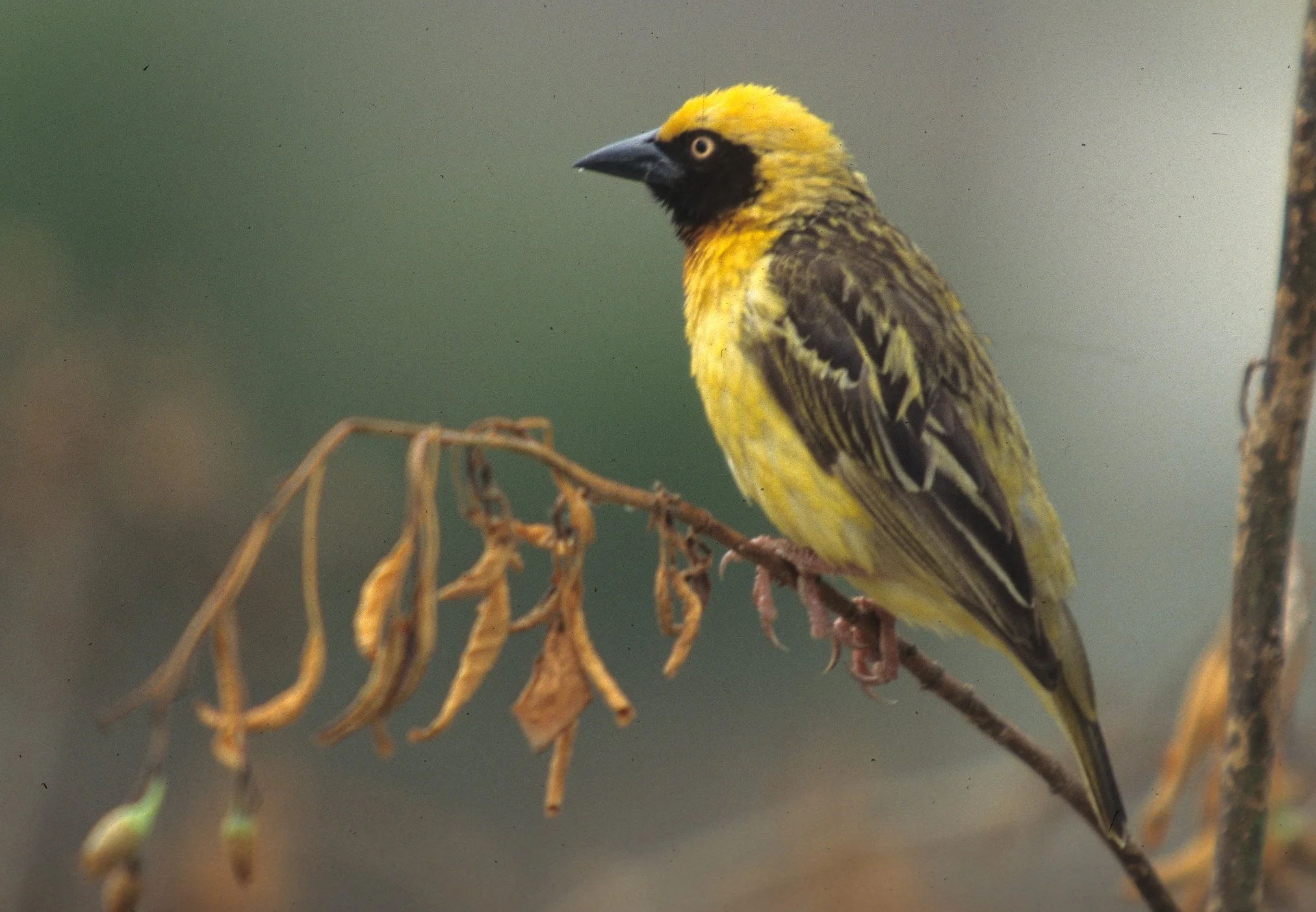 BIRDS - WEAVER - SPEKES - UGANDA.jpg