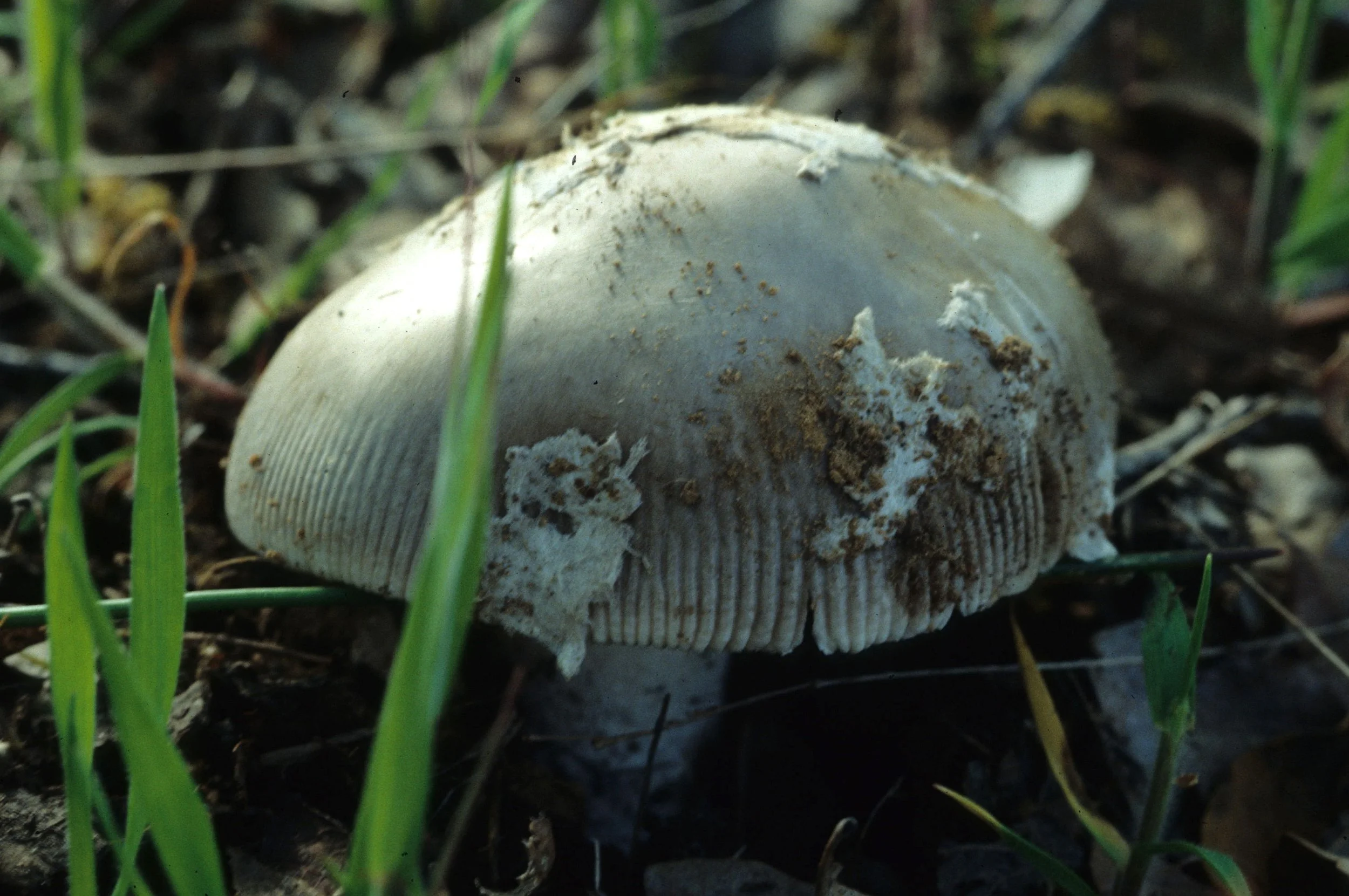 CALIFORNIA - PHOENIX FIELDS - VERNAL POOLS BASIDIOCARP.jpg