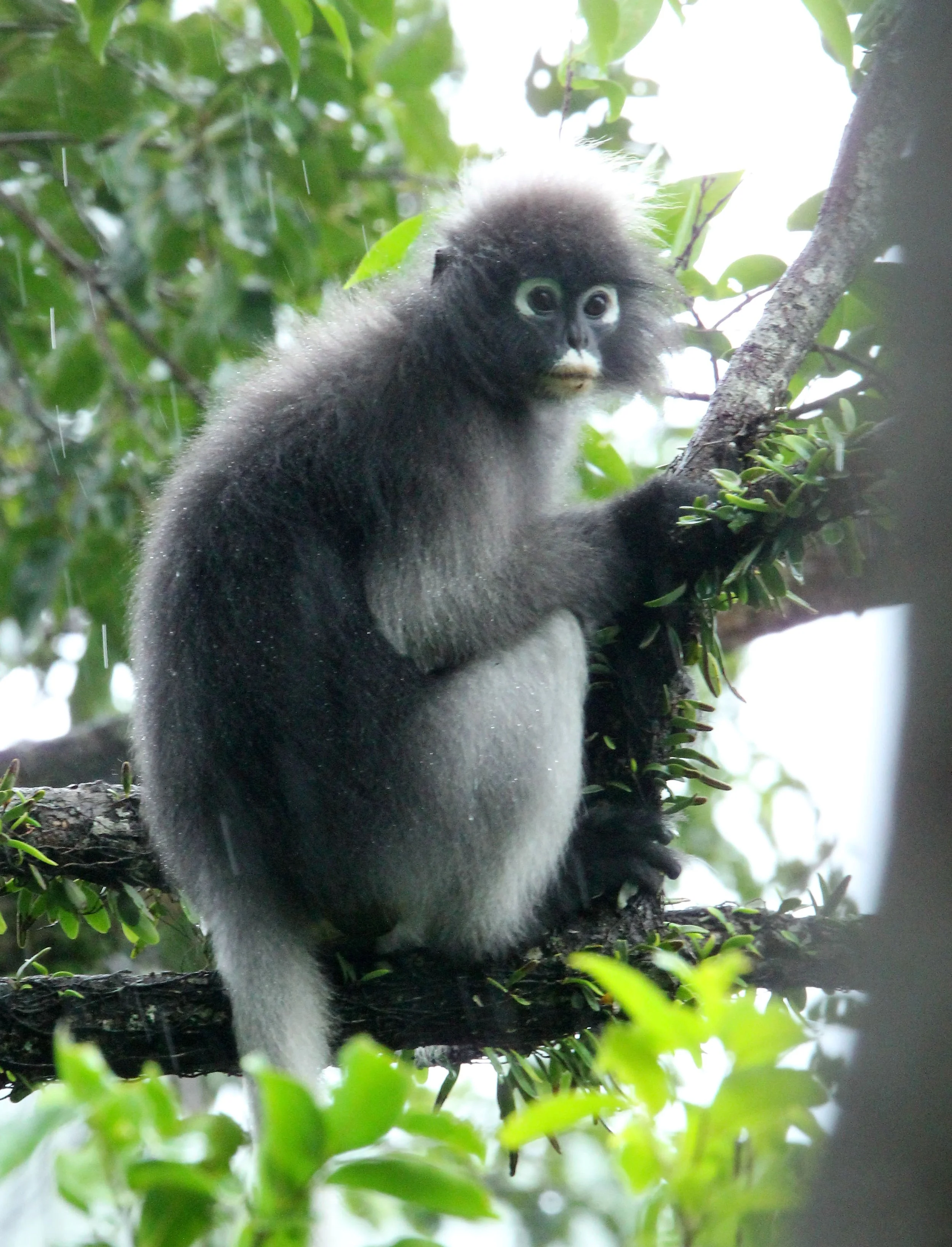 CERCOPITHECIDAE - Trachypithecus obscurus flavicauda - BLOND-TAILED DUSKY LANGUR - KAENG KRACHAN NATIONAL PARK THAILAND (29).JPG