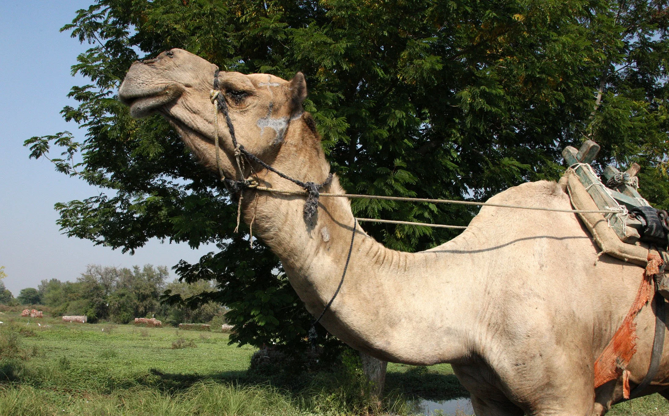 GUJARAT - AHMEDABAD GUJARAT INDIA (5).JPG