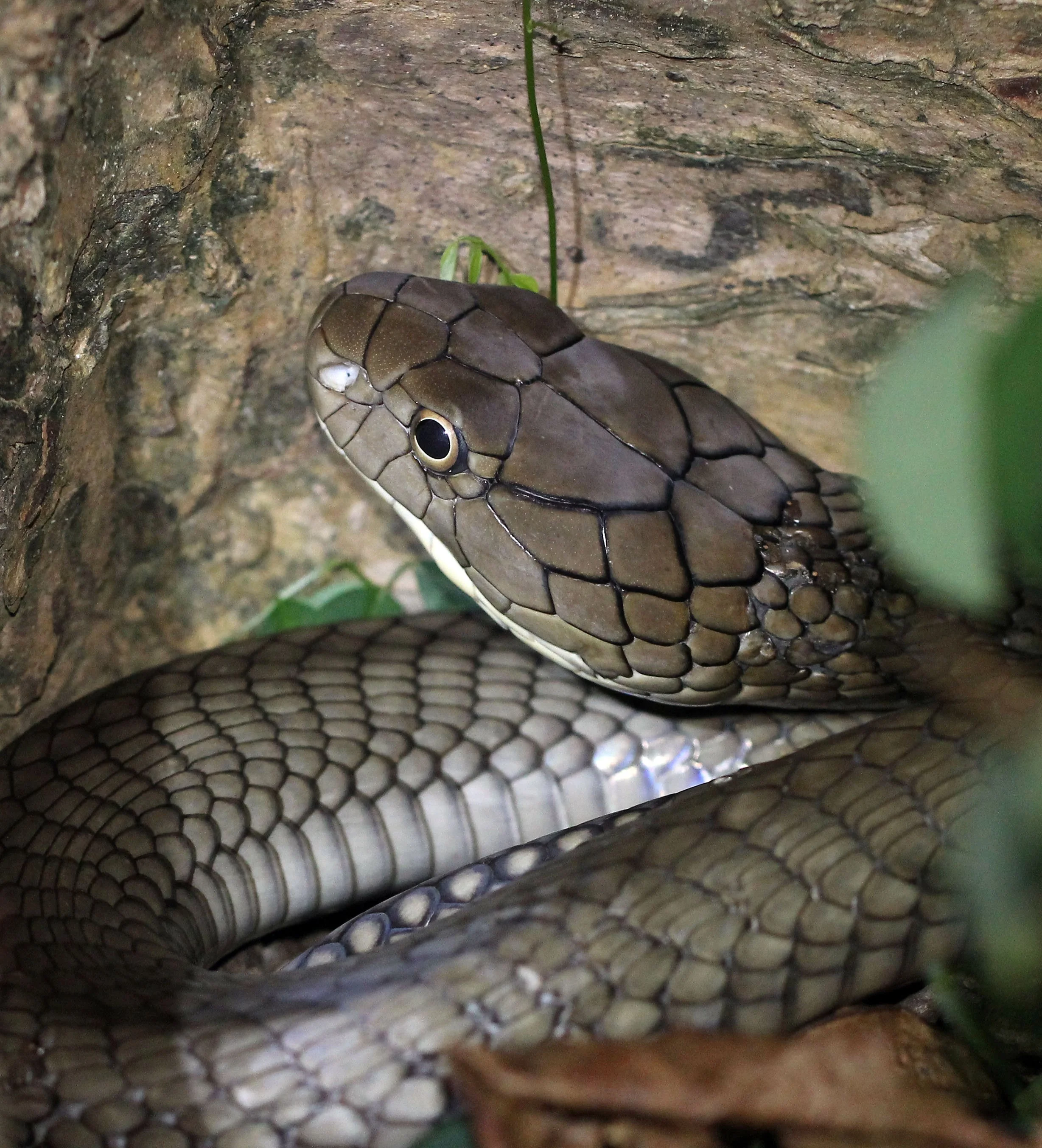 Ophiophagus hannah - KING COBRA - KOH LANTA THAILAND (11).JPG