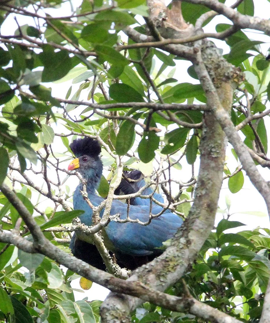 Great Blue Turaco (Corythaeola cristata) Kibale NP Uganda (2).JPG
