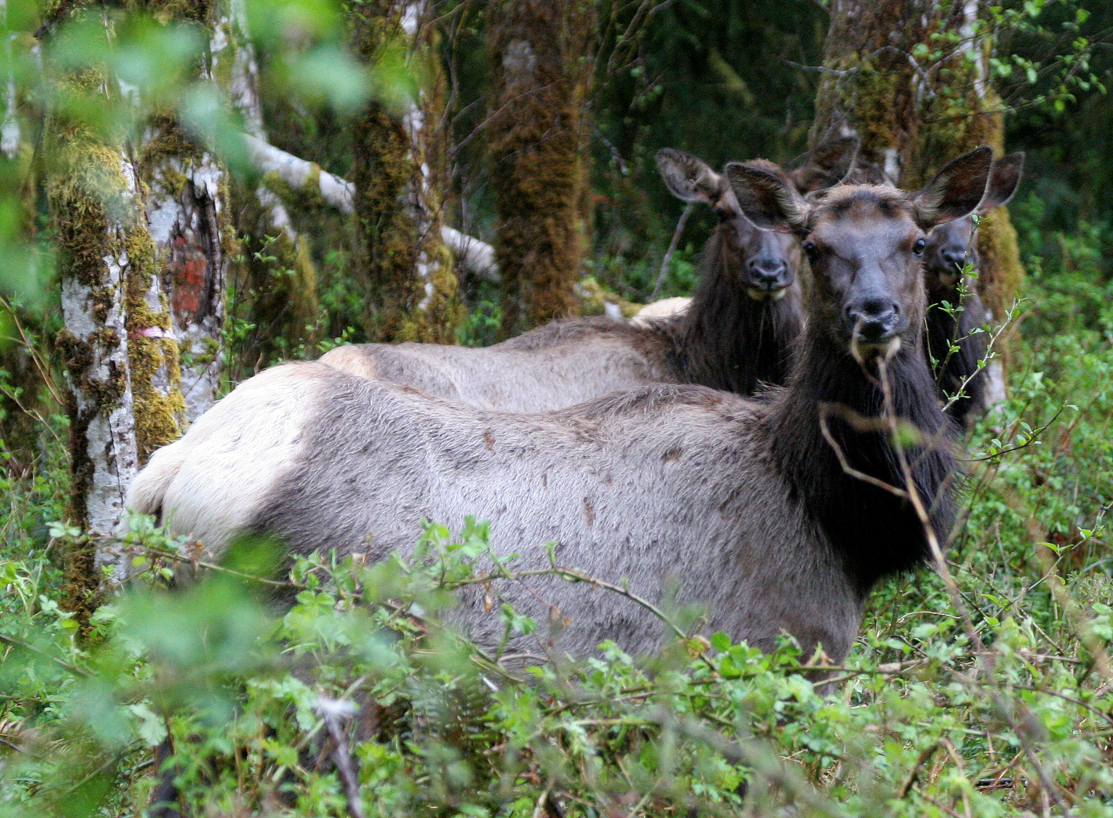 Cervus canadensis roosevelti - ROOSEVELT ELK - HOH RIVER VALLEY - ONP WA  (55).JPG