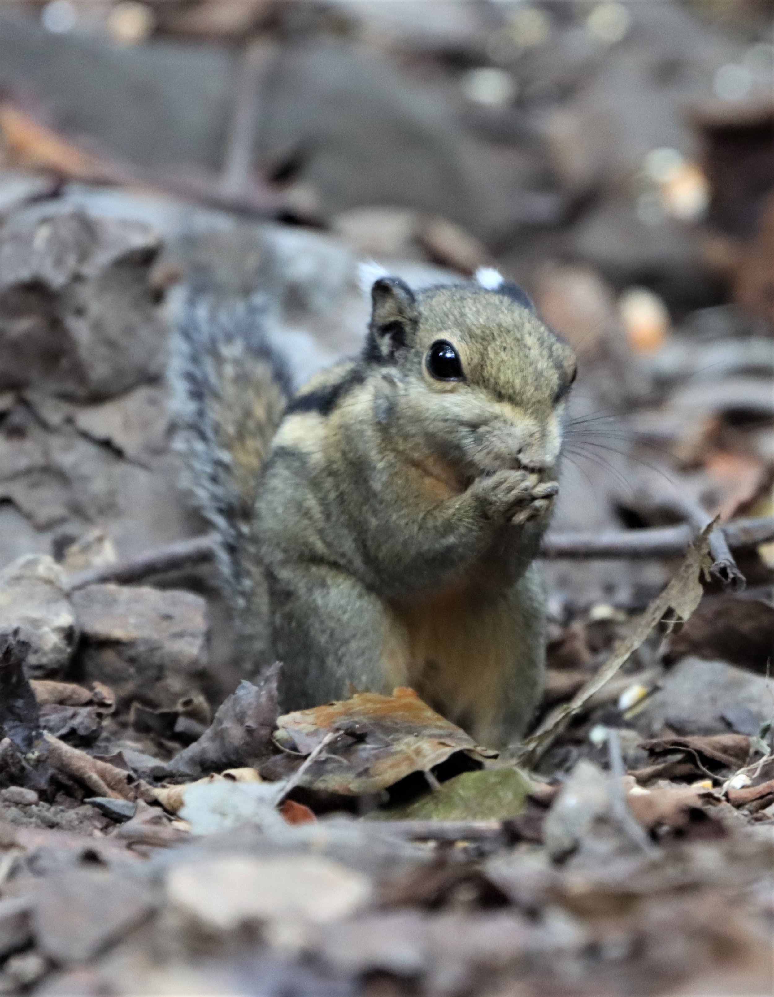 Tamiops mcclellandii - WESTERN (BURMESE) STRIPED SQUIRREL - NEUNG HIDE KAENG KRACHAN (13).jpg