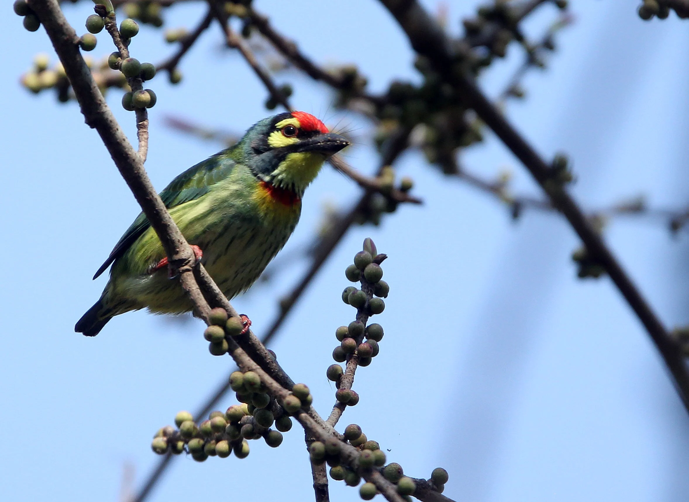 BARBET - COPPERSMITH BARBET - Megalaima haemacephala - HUAI KHA KHAENG NATURE RESERVE - HEADQUARTERS - THAILAND (14).JPG