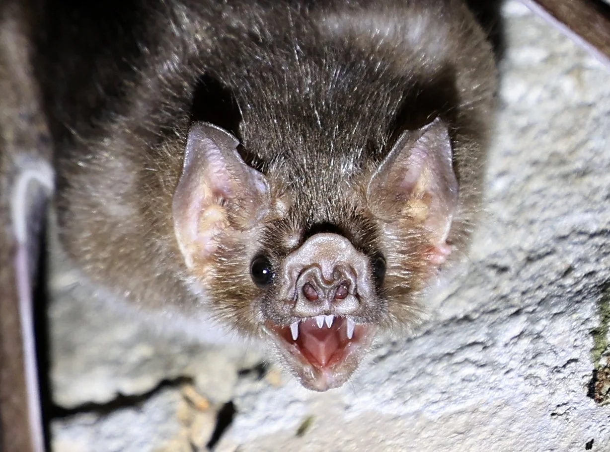 Common Vampire Bat (Desmodus rotundus) Abandoned house on road between Pozo Colorado & Asuncion (48).jpg