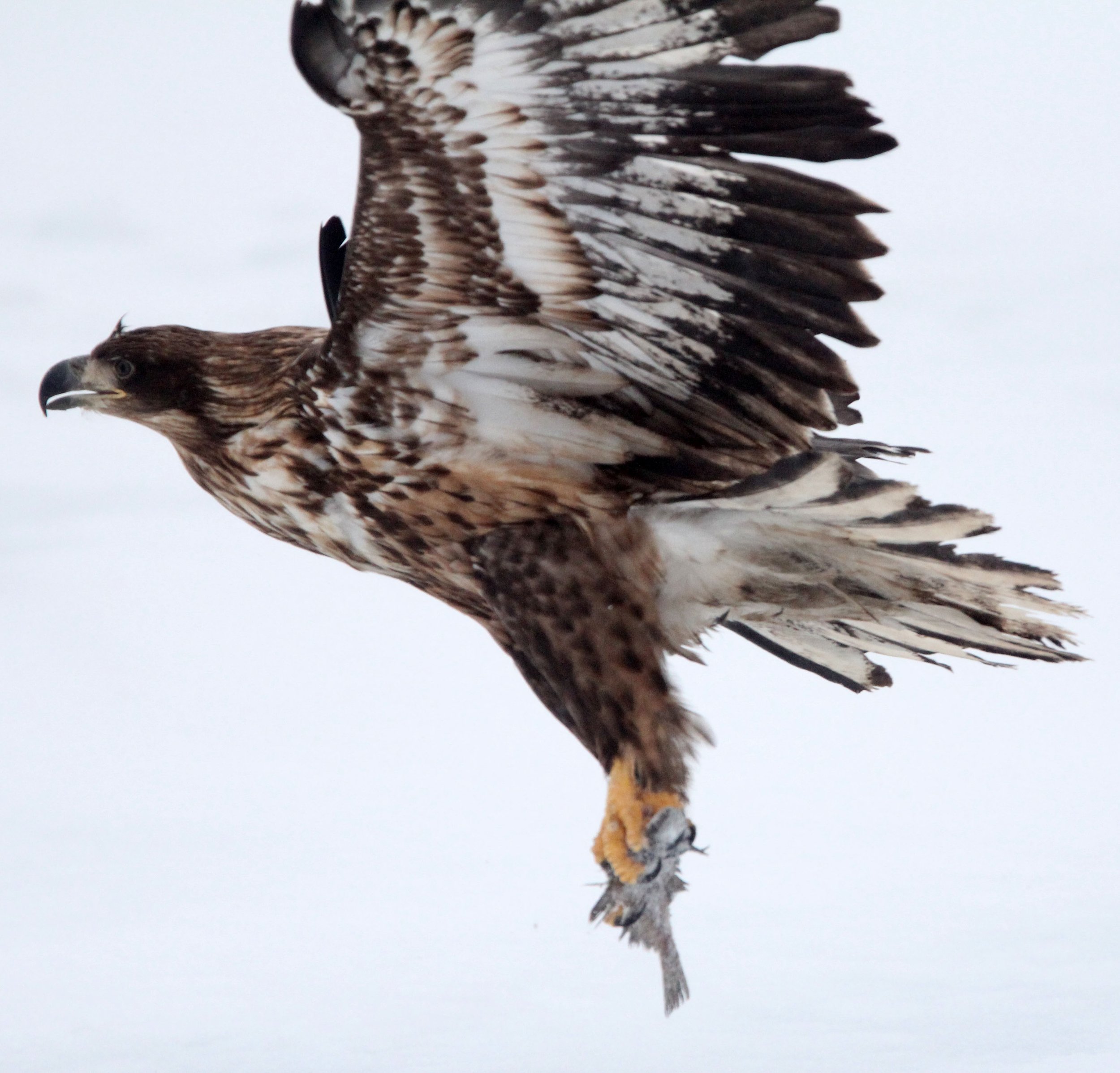 BIRD - EAGLE - WHITE-TAILED EAGLE - RAUSU, SHIRETOKO PENINSULA & NATIONAL PARK - HOKKAIDO JAPAN (8).JPG