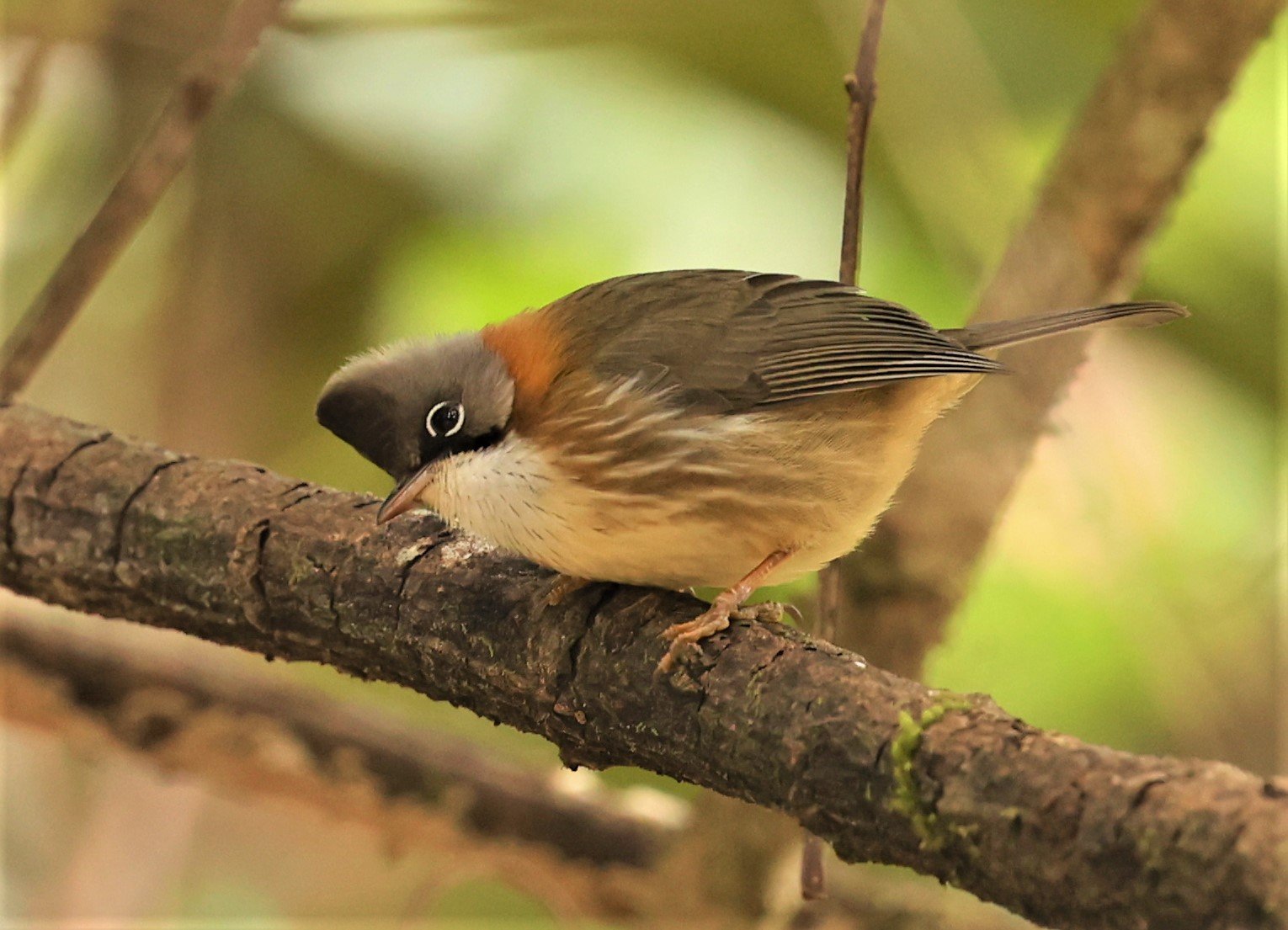 Whiskered Yuhina (Yuhina flavicollis) Doi Lan East, Doi Pha Hom Pok NP, Chiang Mai Thailand (10).jpg