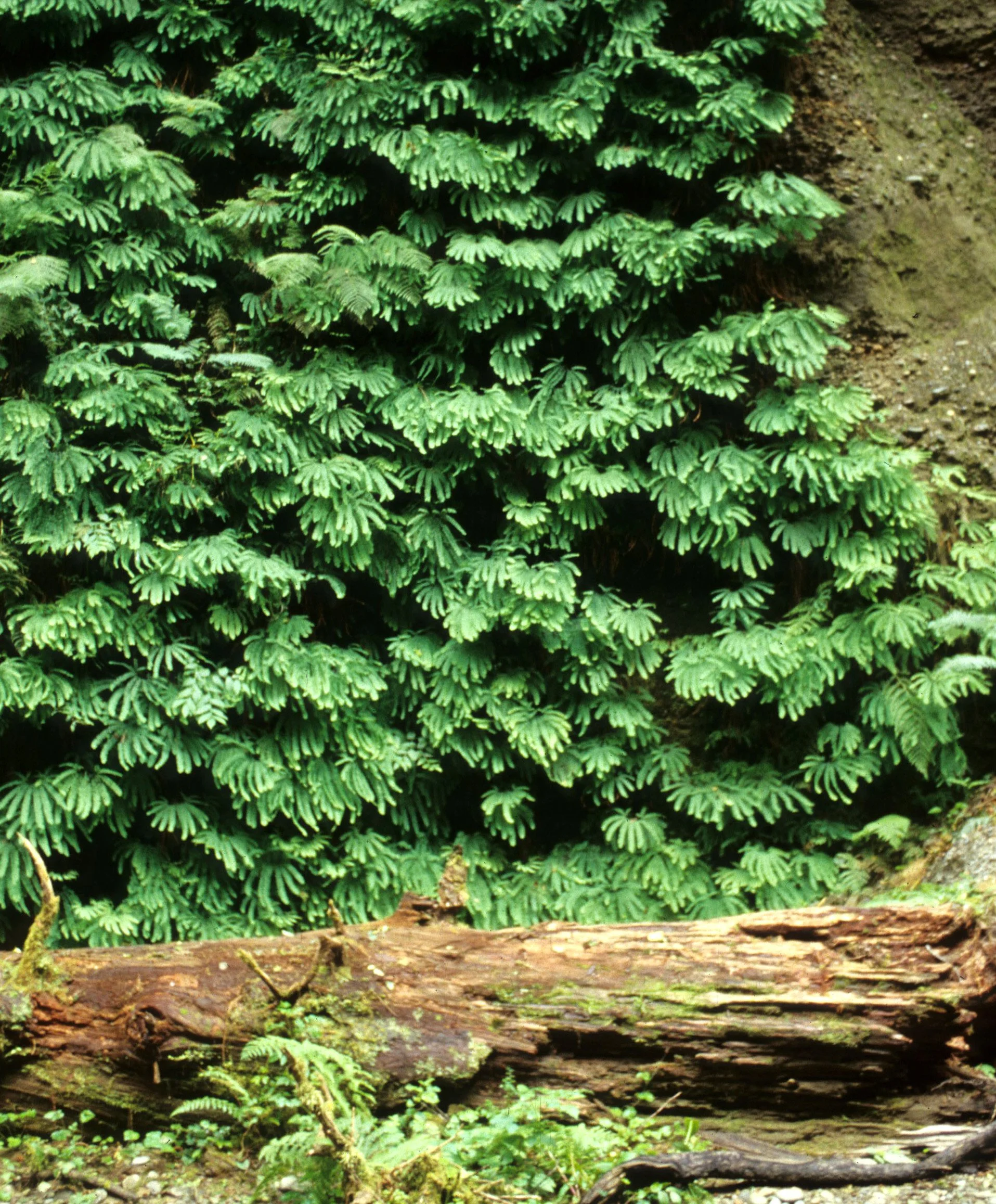 CALIFORNIA - REDWOODS NP - FERN CANYON - MAIDENHAIR FERNS.jpg