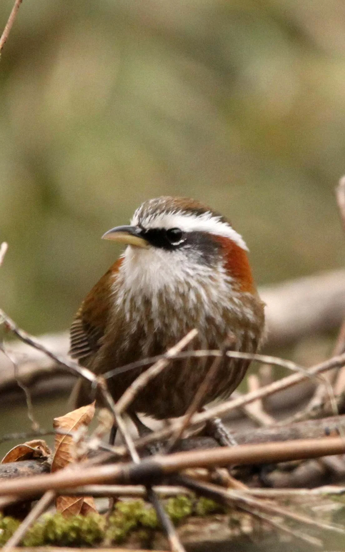 BIRD - BABBLER - WHITE-BROWED SCIMITAR BABBLER - FOPING NATURE RESERVE - SHAANXI PROVINCE CHINA (10).JPG