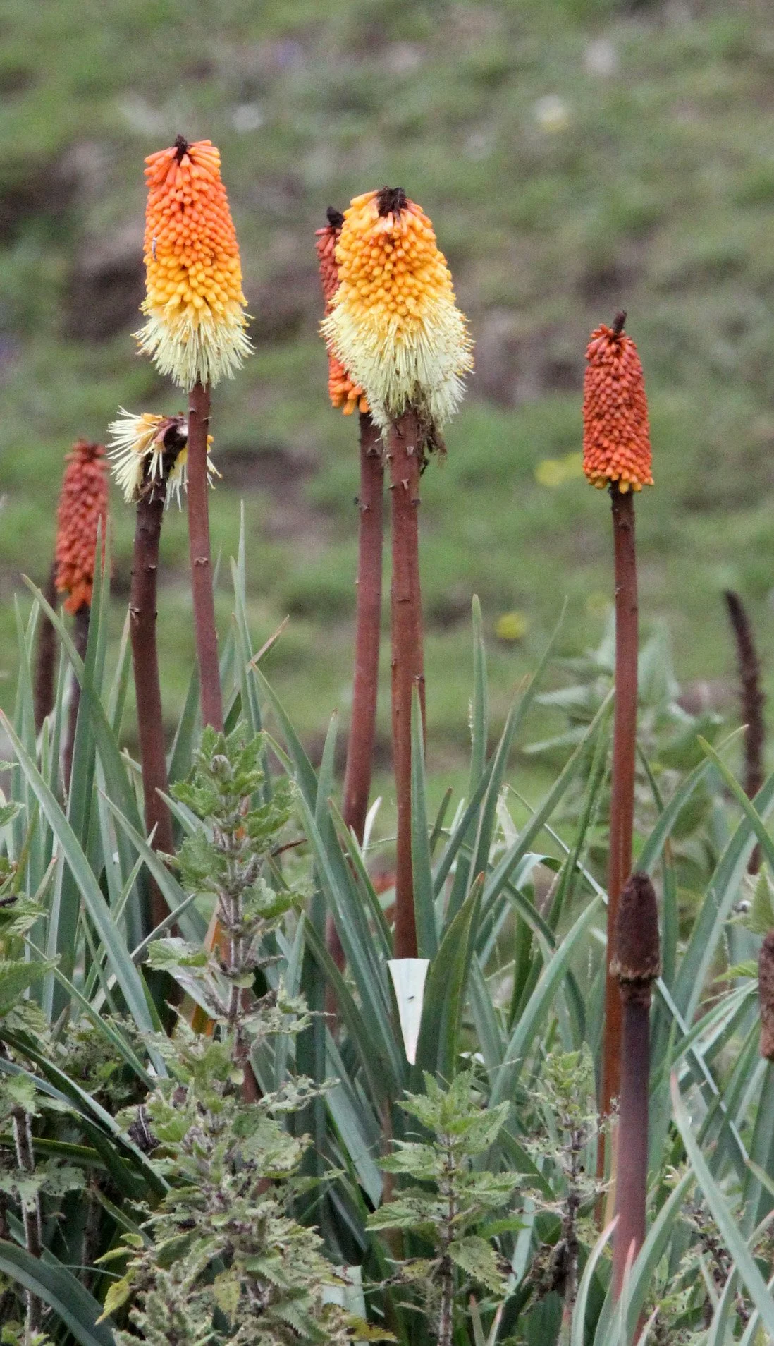BALE MOUNTAINS NATIONAL PARK ETHIOPIA (91).JPG