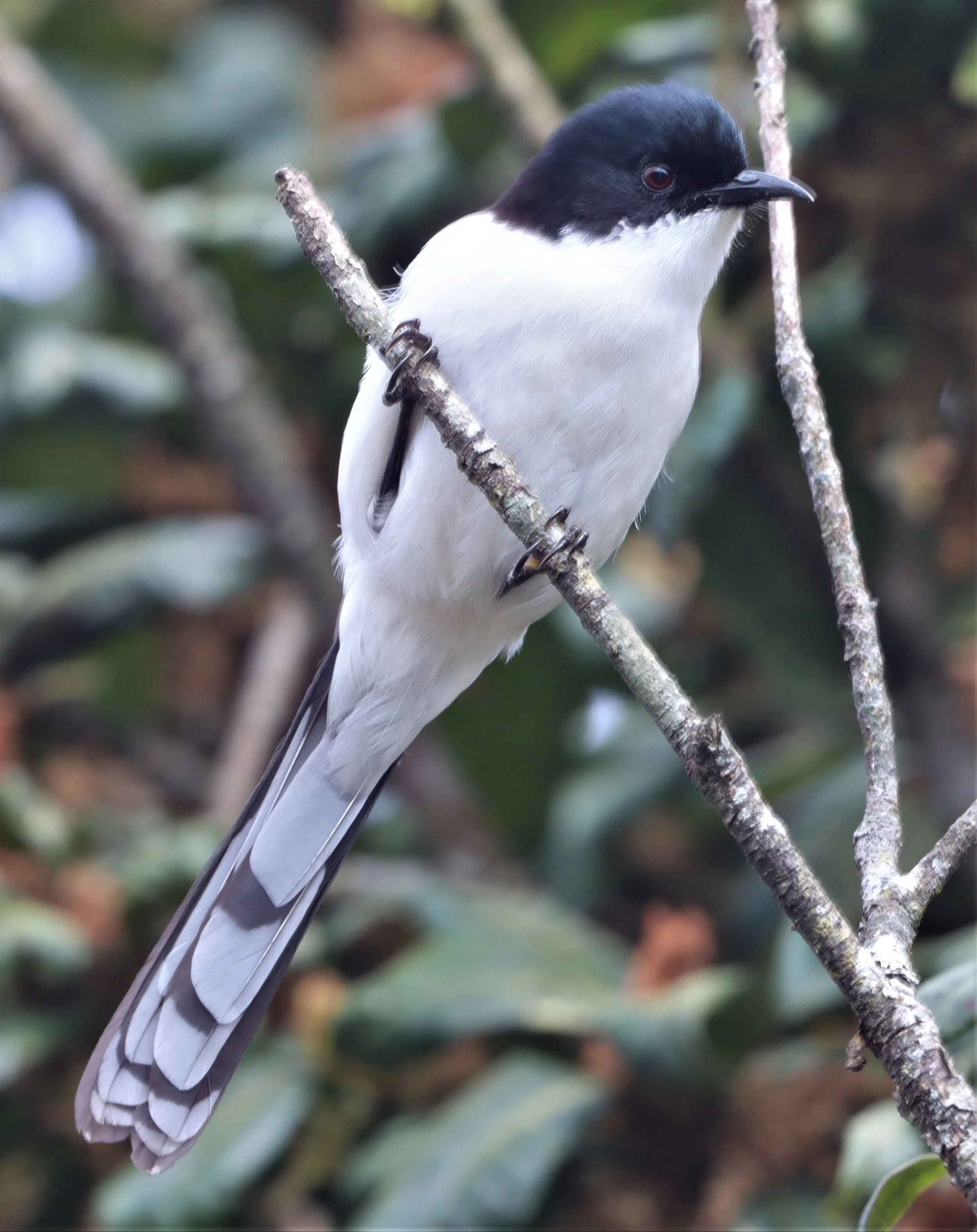 SIBIA - DARK-BACKED SIBIA - Heterophasia melanoleuca - DOI INTHANON CHEDI AND SUMMIT  (4).jpg