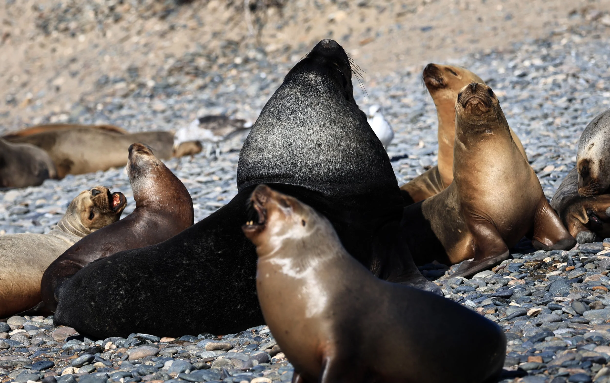 South American Sea Lion (Otaria flavescens) Puerto Rawson Argentina (61).jpg