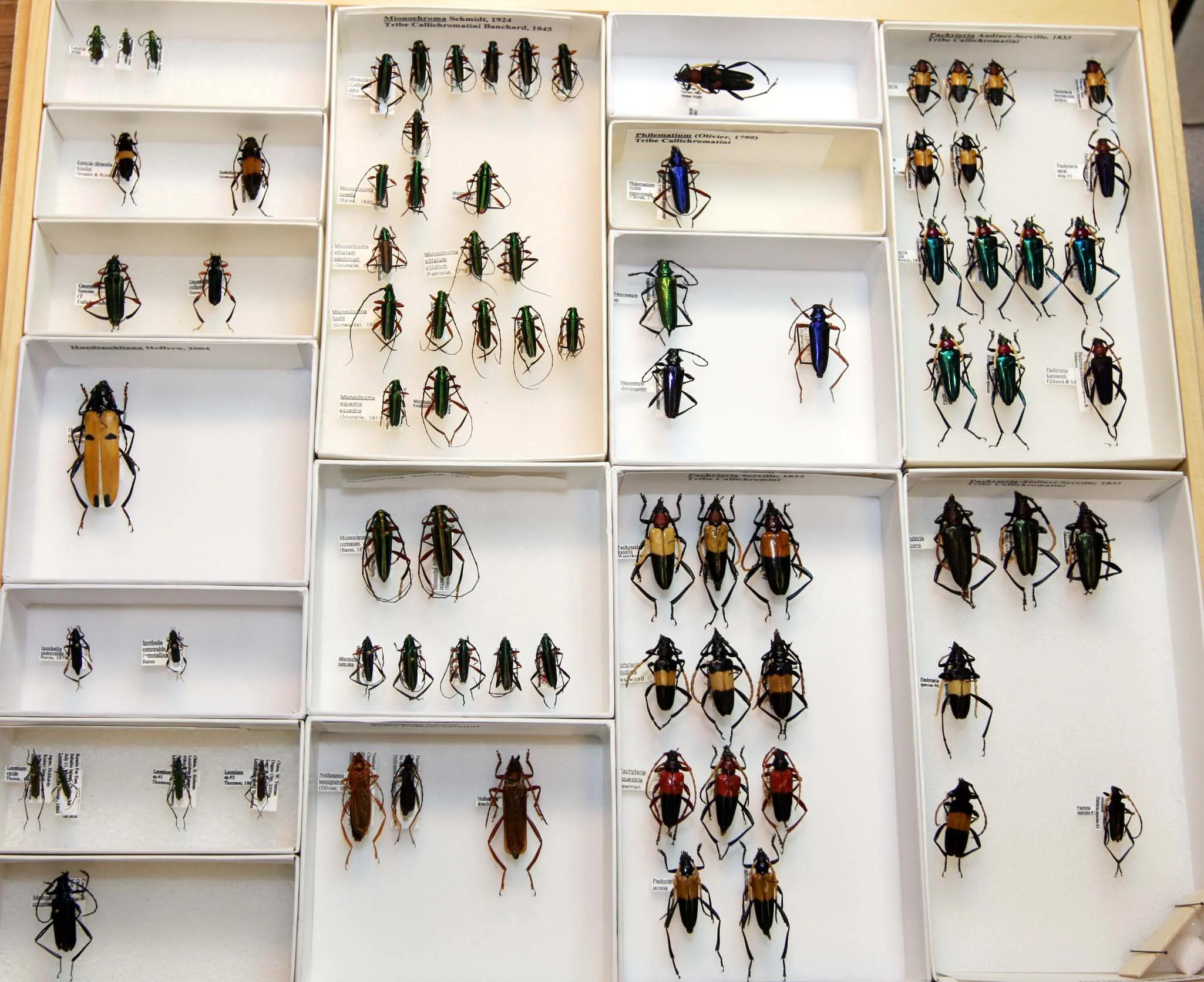 6 Cerambycinae - Callichromatini 3.JPG