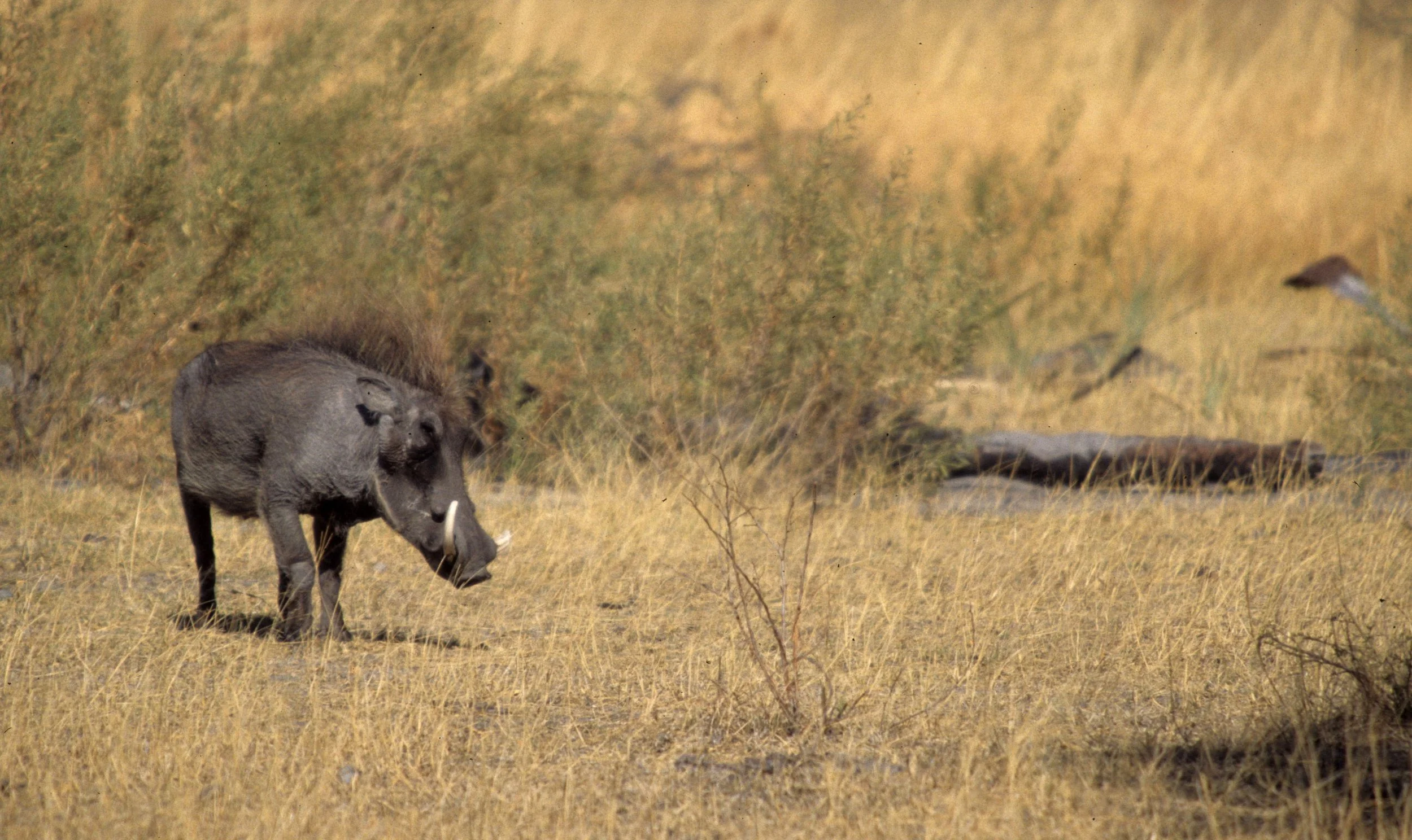 SUIDAE - WARTHOG- SERENGETI (7).jpg