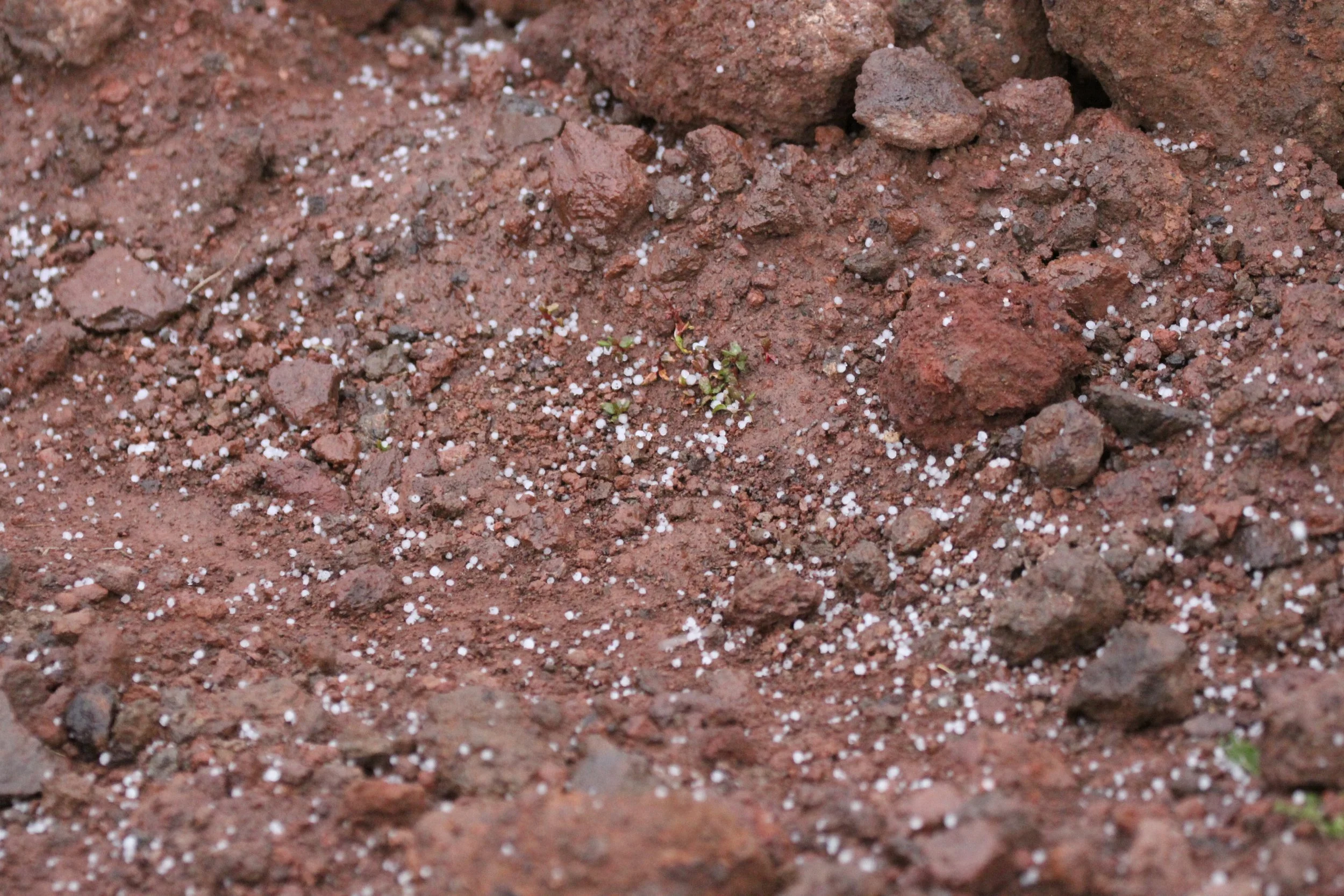 BALE MOUNTAINS NATIONAL PARK ETHIOPIA (85).JPG