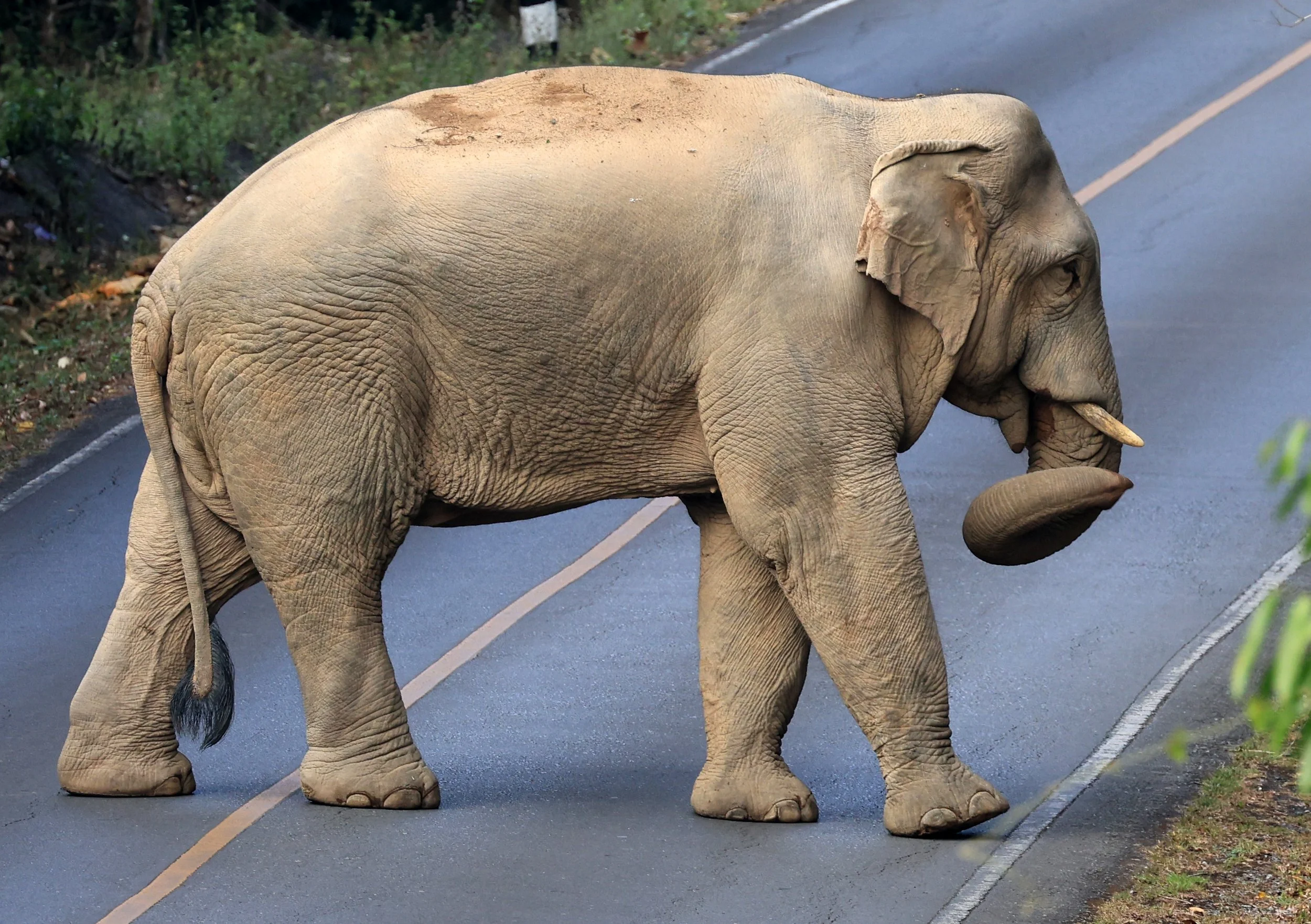 Asian Elephant (Elephas maximus) Khao Yai National Park, Thailand (84).jpg