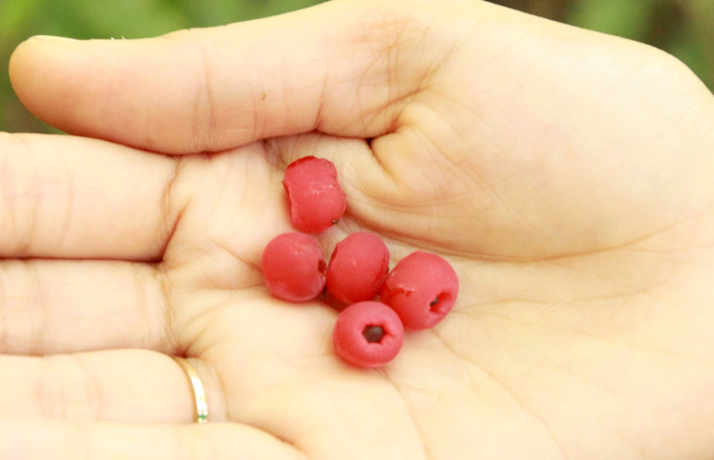 TAXACEAE - TAXUS CHINENSIS MAIREI - CHINESE YEW RESERVE FUJIAN CHINA (12).JPG