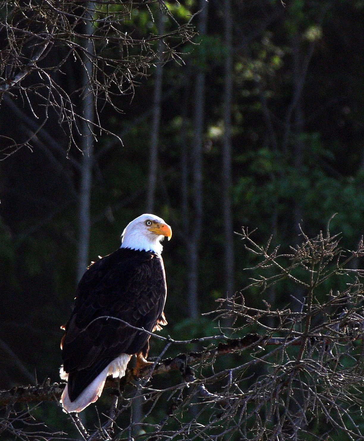 Haliaeetus leucocephalus - AMERICAN BALD EAGLE - LAKE FARM BLUFFS WASHINGTON (107).JPG
