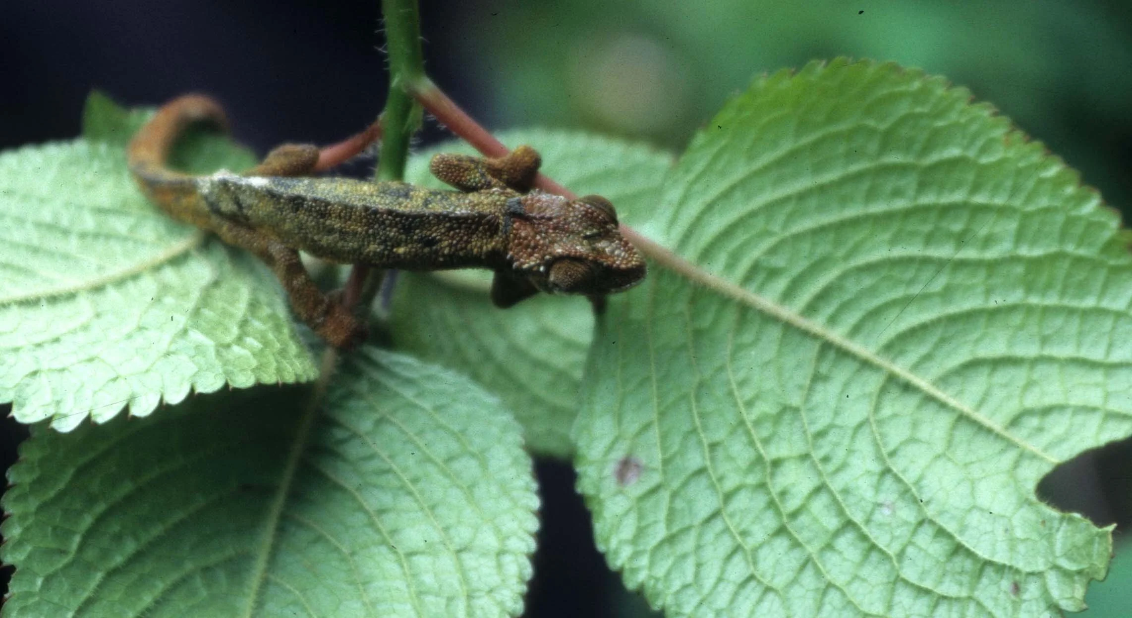 REPTILE- CHAMELEON- UGANDA D.jpg