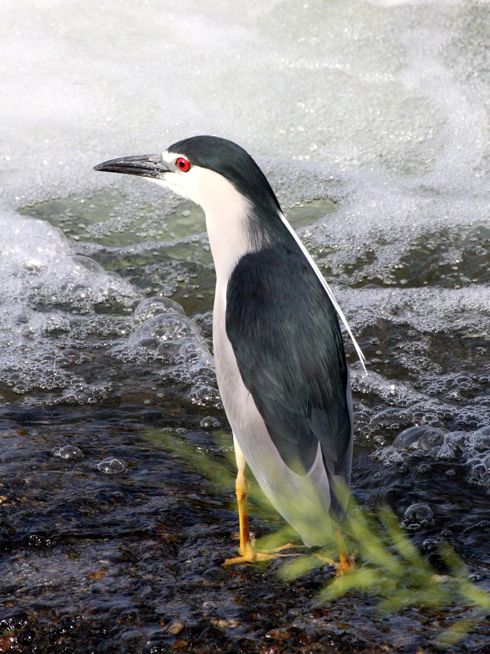 HERON - BLACK-CROWNED NIGHT HERON - Nycticorax nycticorax - KYOTO JAPAN (26).JPG