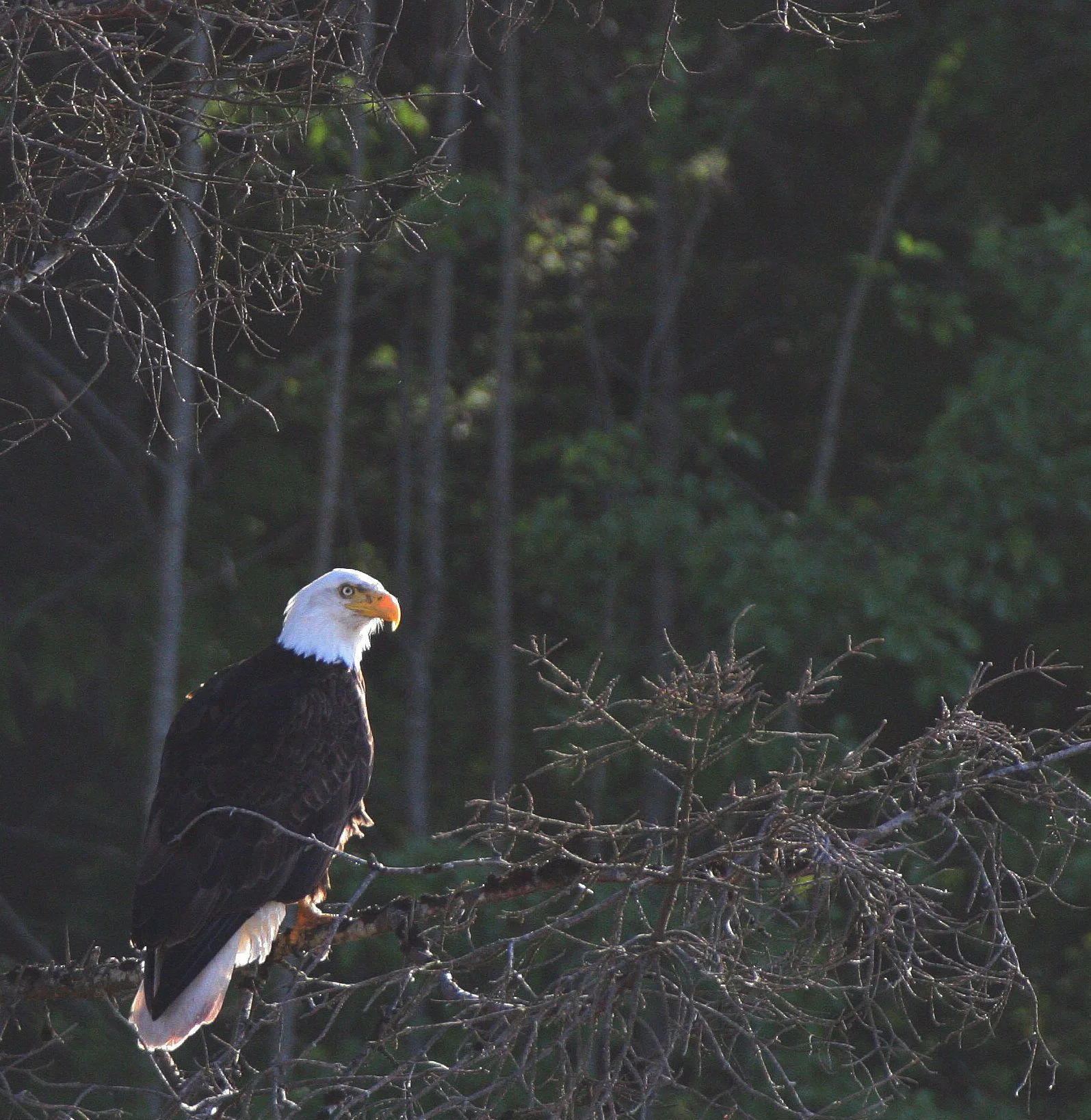 Haliaeetus leucocephalus - AMERICAN BALD EAGLE - LAKE FARM BLUFFS WASHINGTON (128).JPG