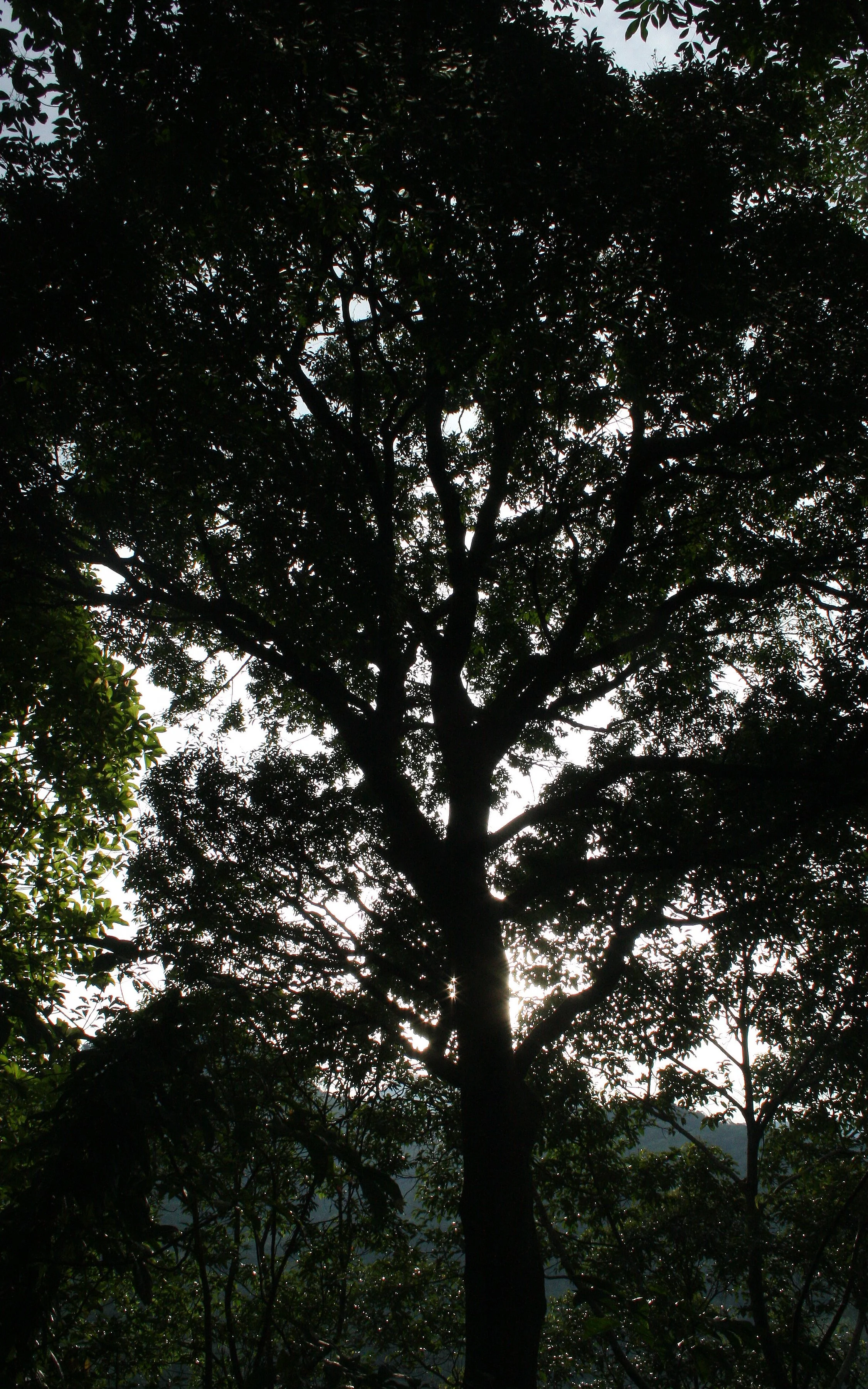 2008 Promluk Property Pics (7).JPG