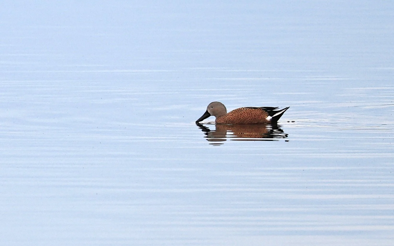 Red Shoveler (Spatula platalea) Lagunas del Ornitólogo, Trelew Argentina (2).jpg