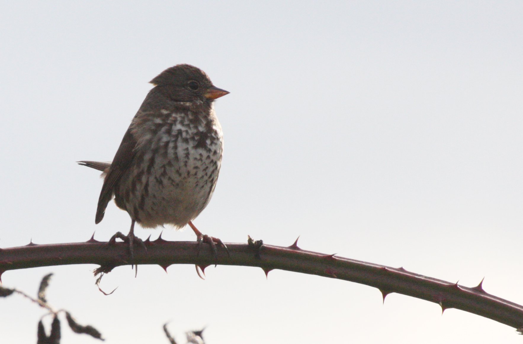 BIRD - SPARROW - FOX SPARROW - JAMESTOWN WA (18).JPG