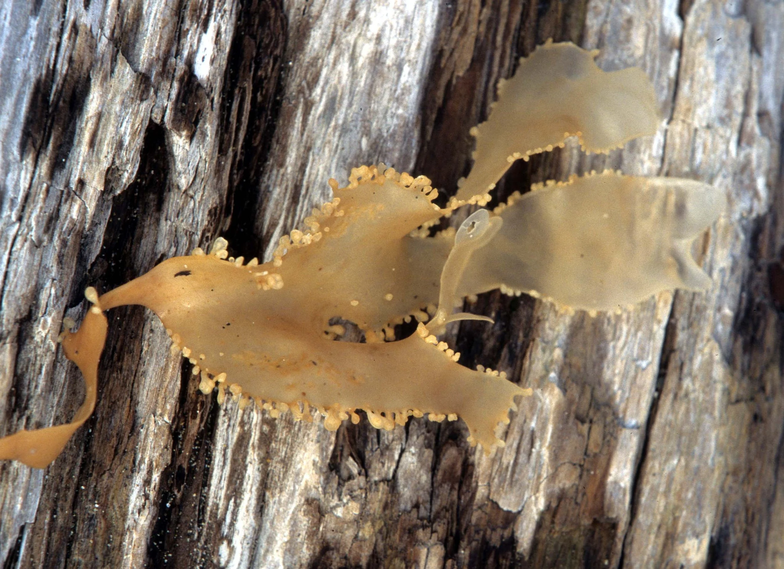 CALIFORNIA - BODEGA BAY - MARINE ALGAE SPECIES (15).jpg