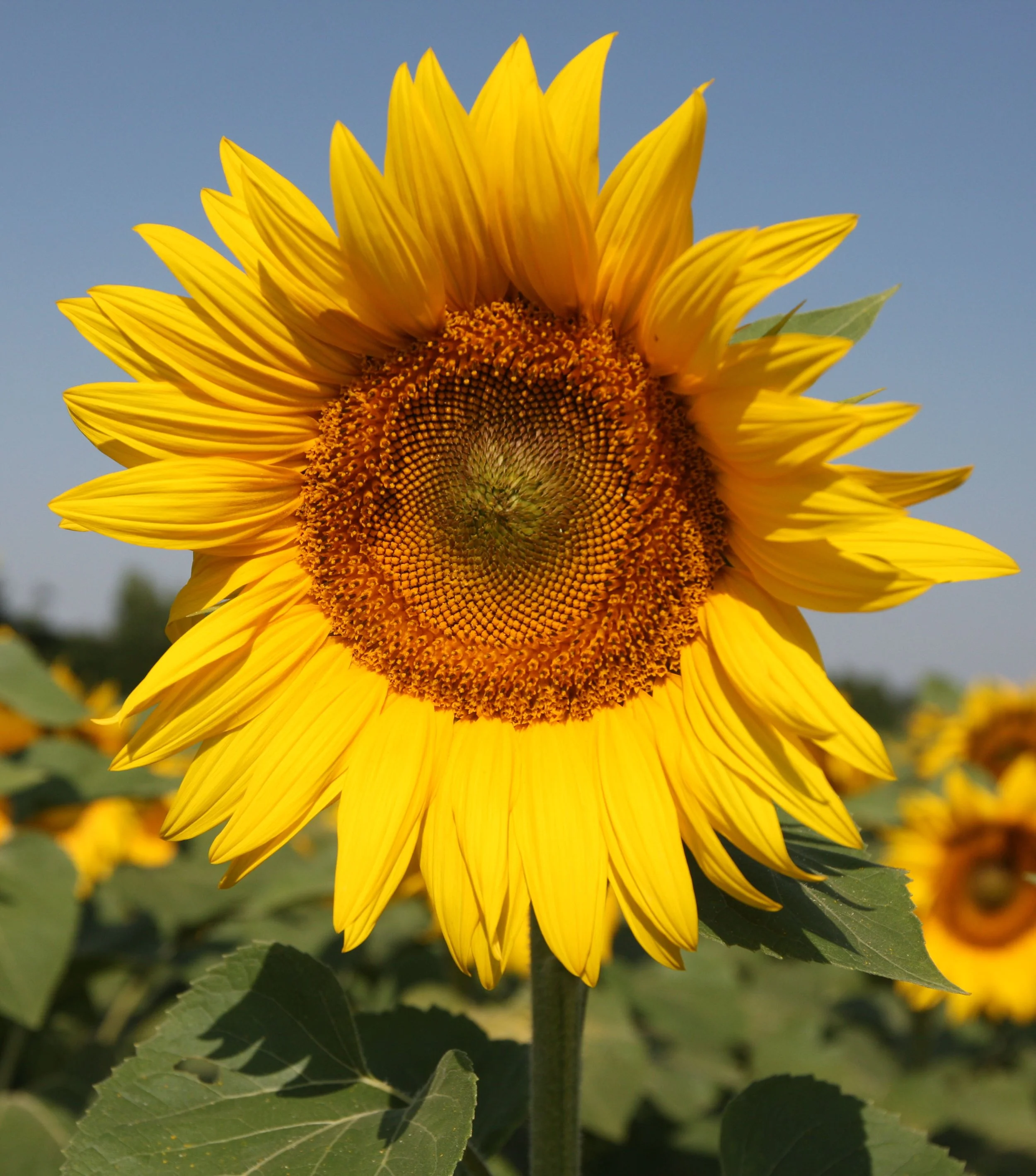 VERCORS NATIONAL PARK FRANCE (79).JPG