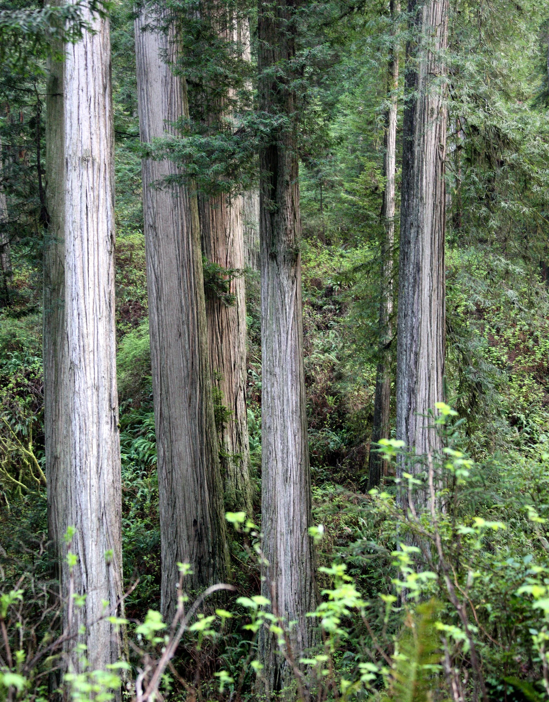 JEDIDIAH SMITH REDWOODS STATE PARK CALIFORNIA (33).JPG