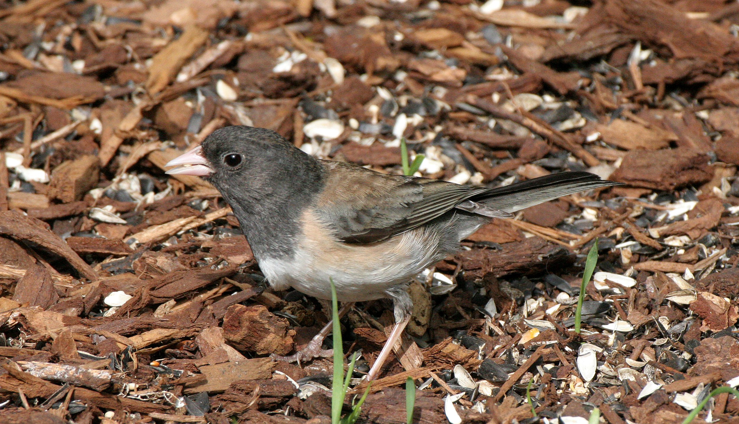 Dark-eyed Junco (Junco hyemalis) Oregon Race, Pale Adult - Dungeness River Reserve Olympic Peninsula (13).JPG