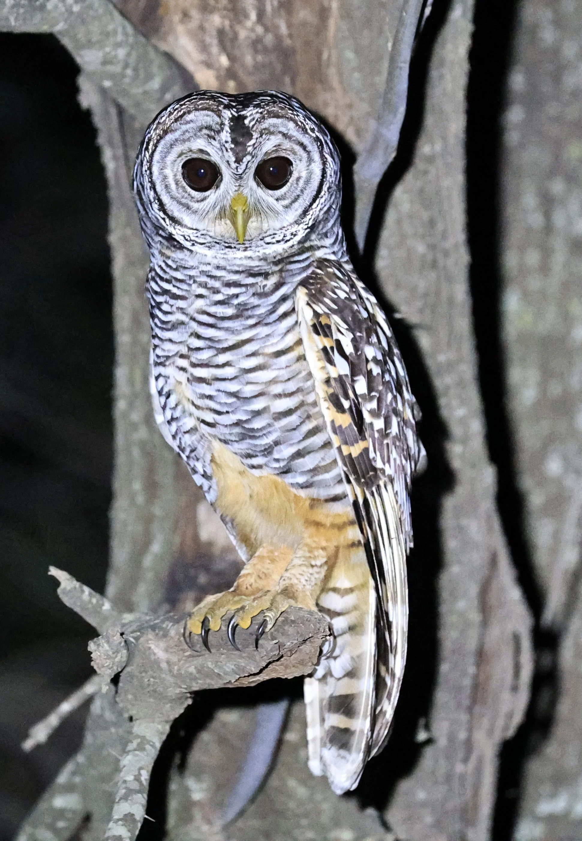 Chaco Owl (Strix chacoensis) Estancia Campo'í Paraguay (55).jpg