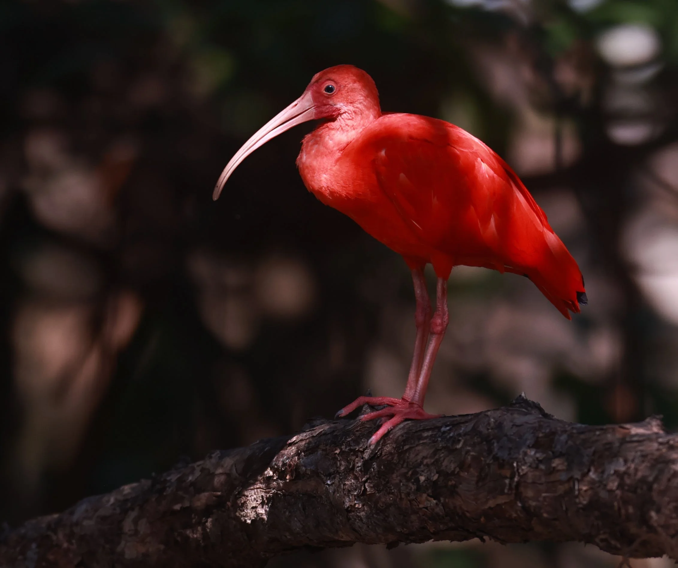 Ibis - Scarlet Ibis - Eudocimus ruber - 29 Songkaow Cafe, Chachoengsao Thailand (208).jpg