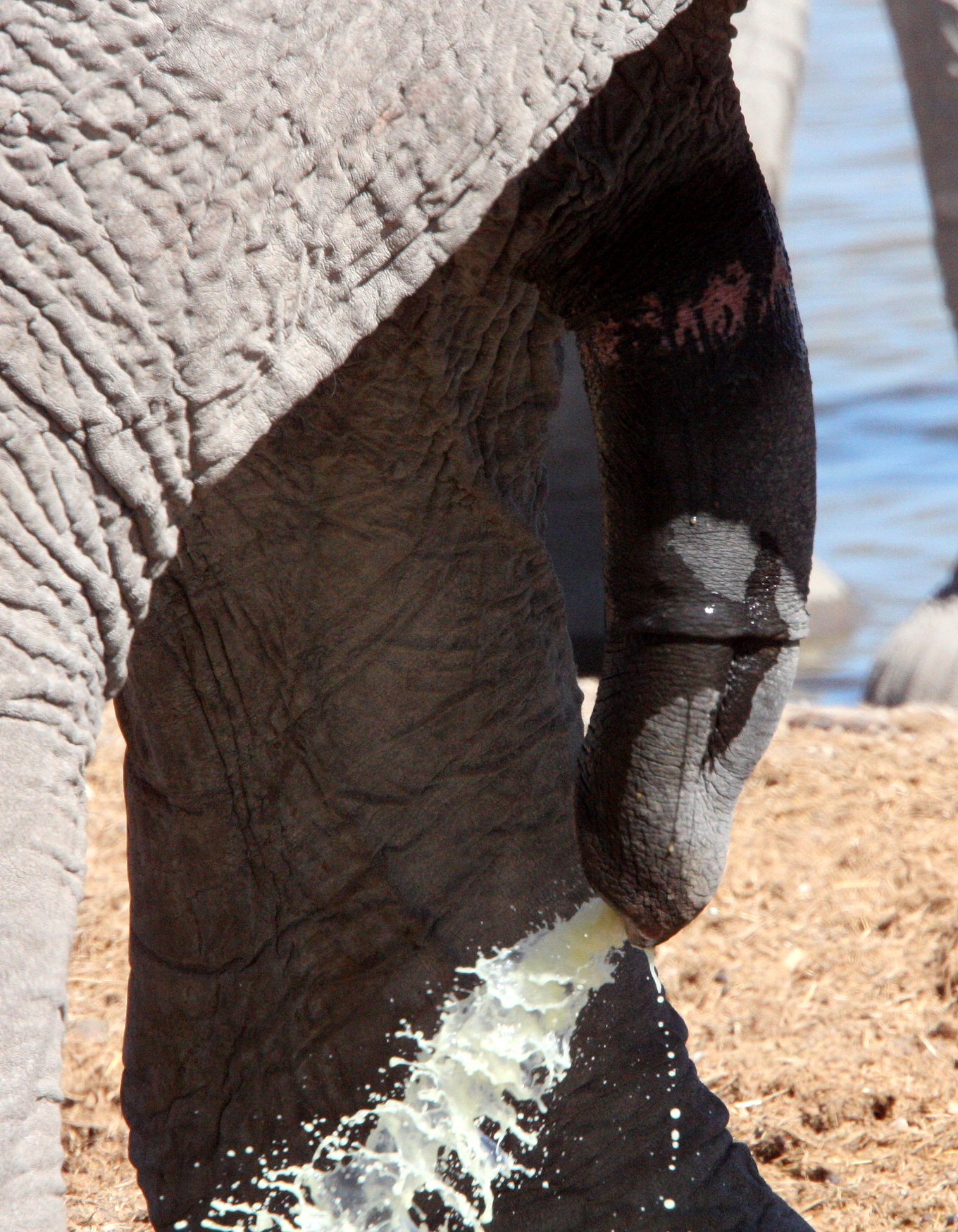 ELEPHANT - AFRICAN ELEPHANT - ETOSHA NATIONAL PARK NAMIBIA (78).JPG