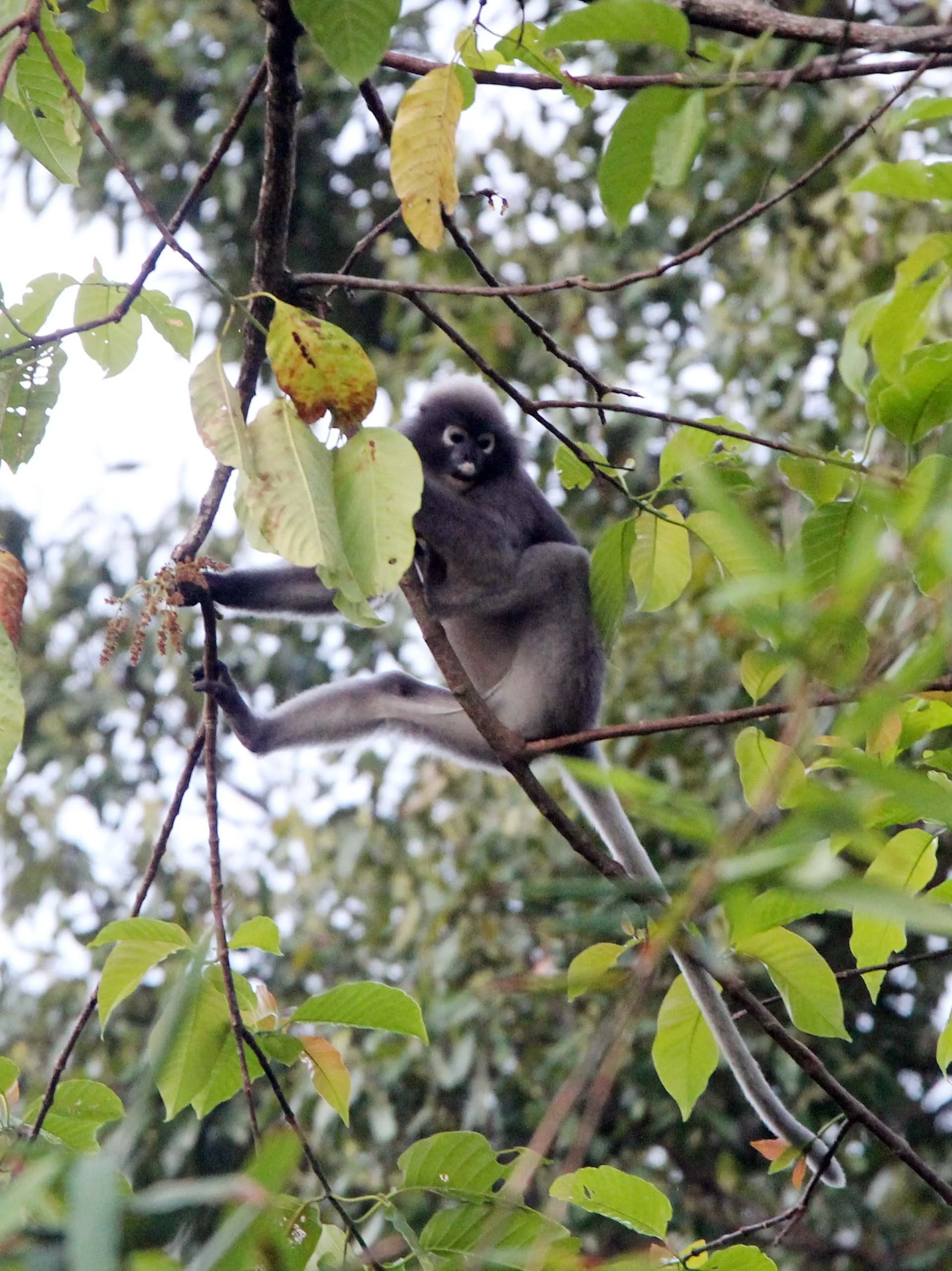 CERCOPITHECIDAE - Trachypithecus obscurus flavicauda - BLOND-TAILED DUSKY LANGUR - KHAO SOK NATIOANAL PARK (3).JPG