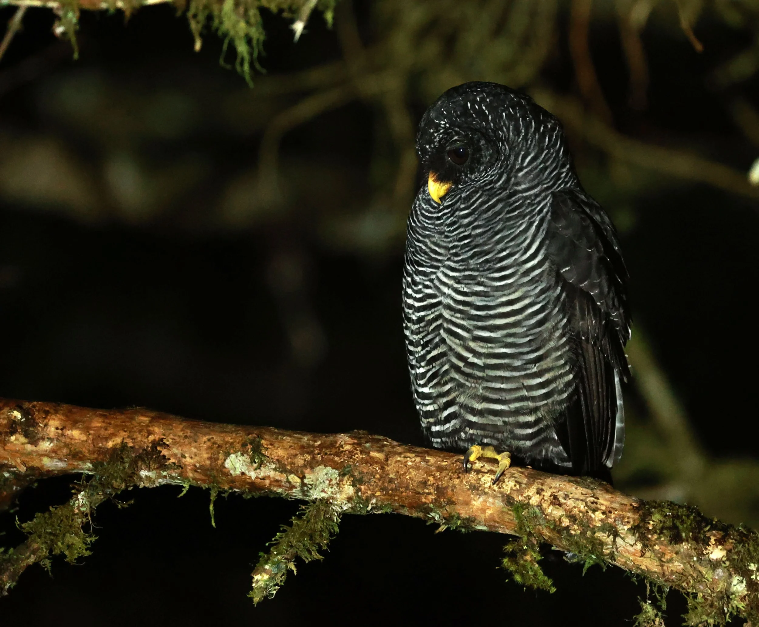 Owl - Black-banded Owl - Strix huhula - San Isidro Lodge, Ecuador (8).jpg