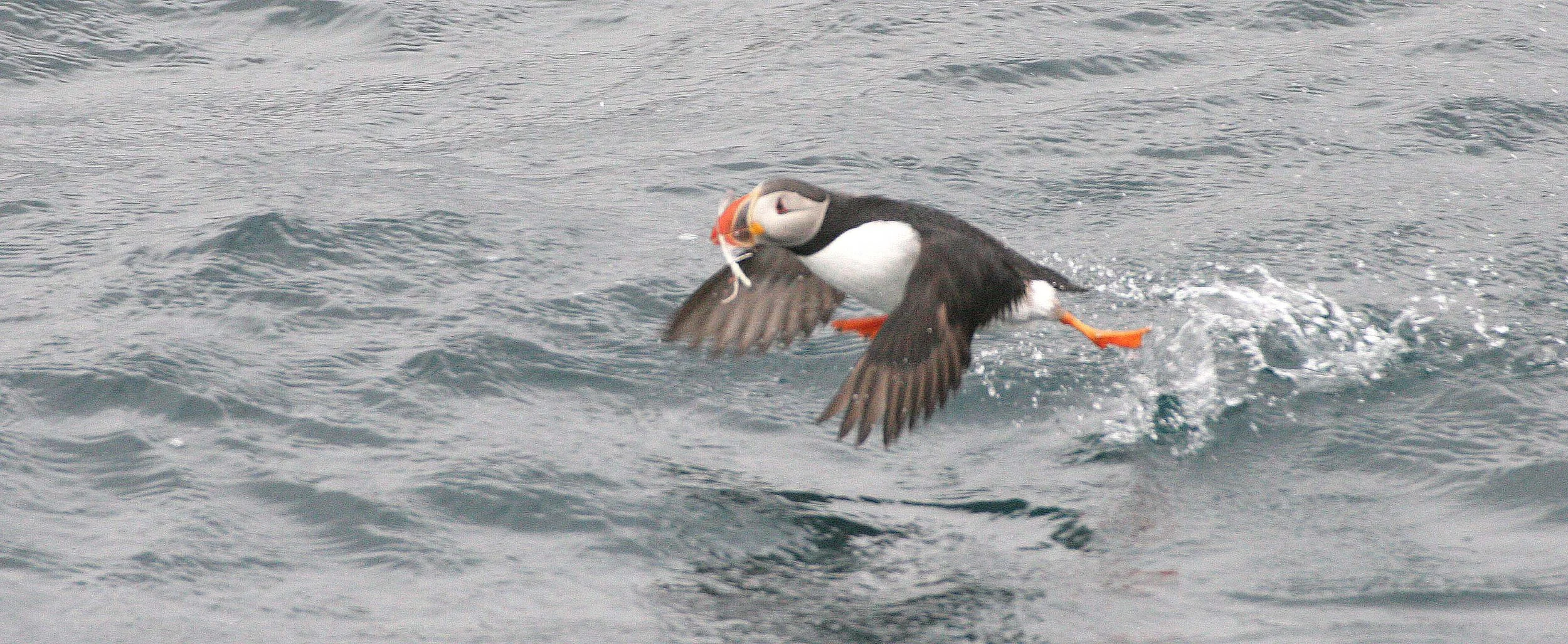 Fratercula arctica - ATLANTIC PUFFIN - SVALBARD (17).jpg