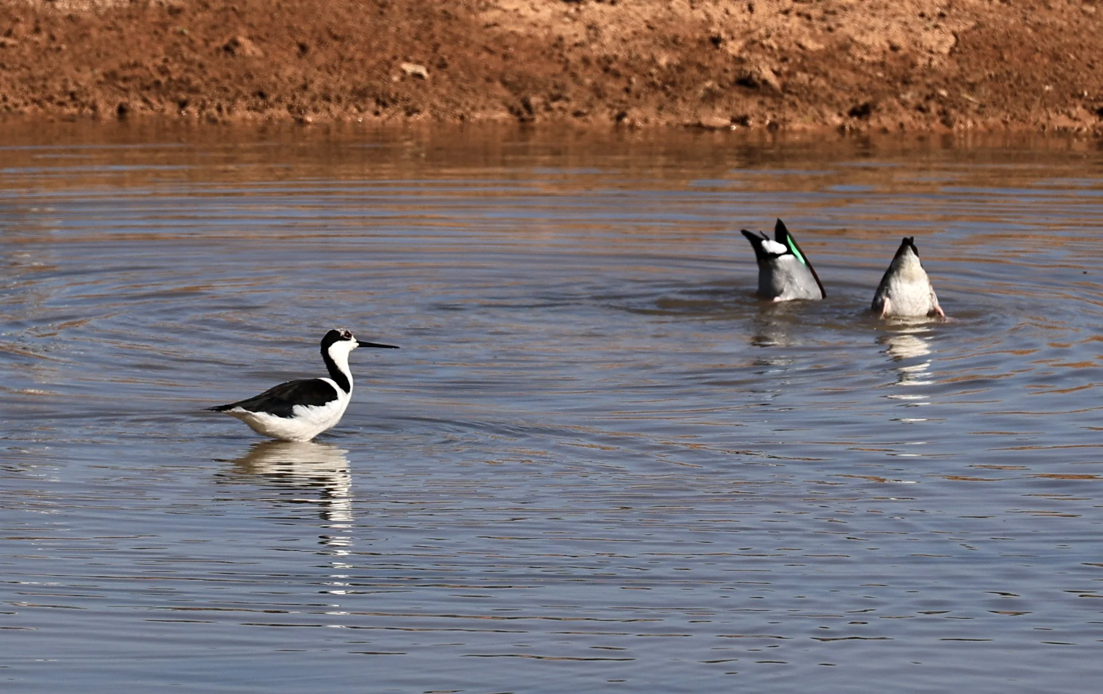 Black-necked Stilt (Himantopus mexicanus) Hotel Iparoma Campestre Paraguay (6).jpg