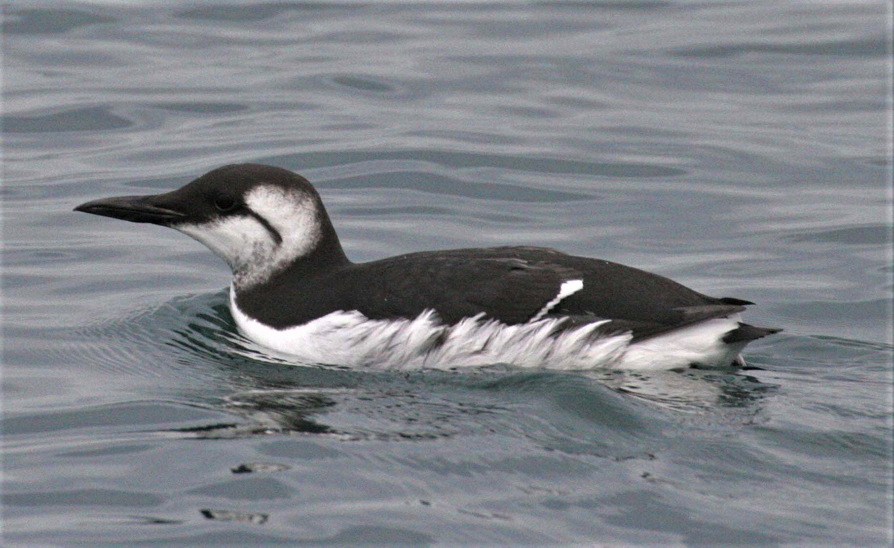 Uria aalge - COMMON MURRE - STRAIT OF JUAN DE FUCA WA aa1.jpg