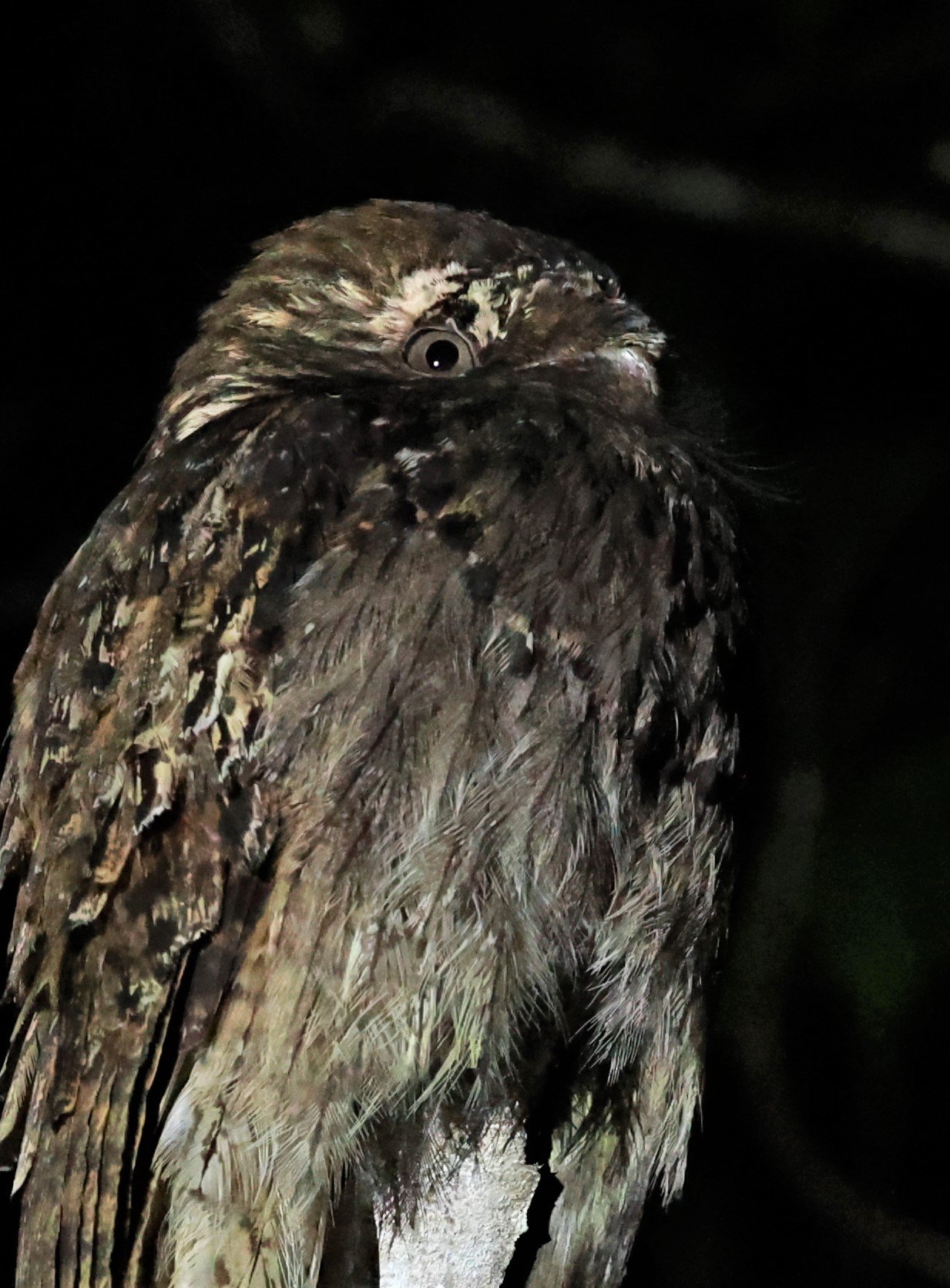 Potoo - Common Potoo - Nyctibius griseus - Augusto Ruschi Biological Reserve, Santa Teresa, Brazil (15).jpg