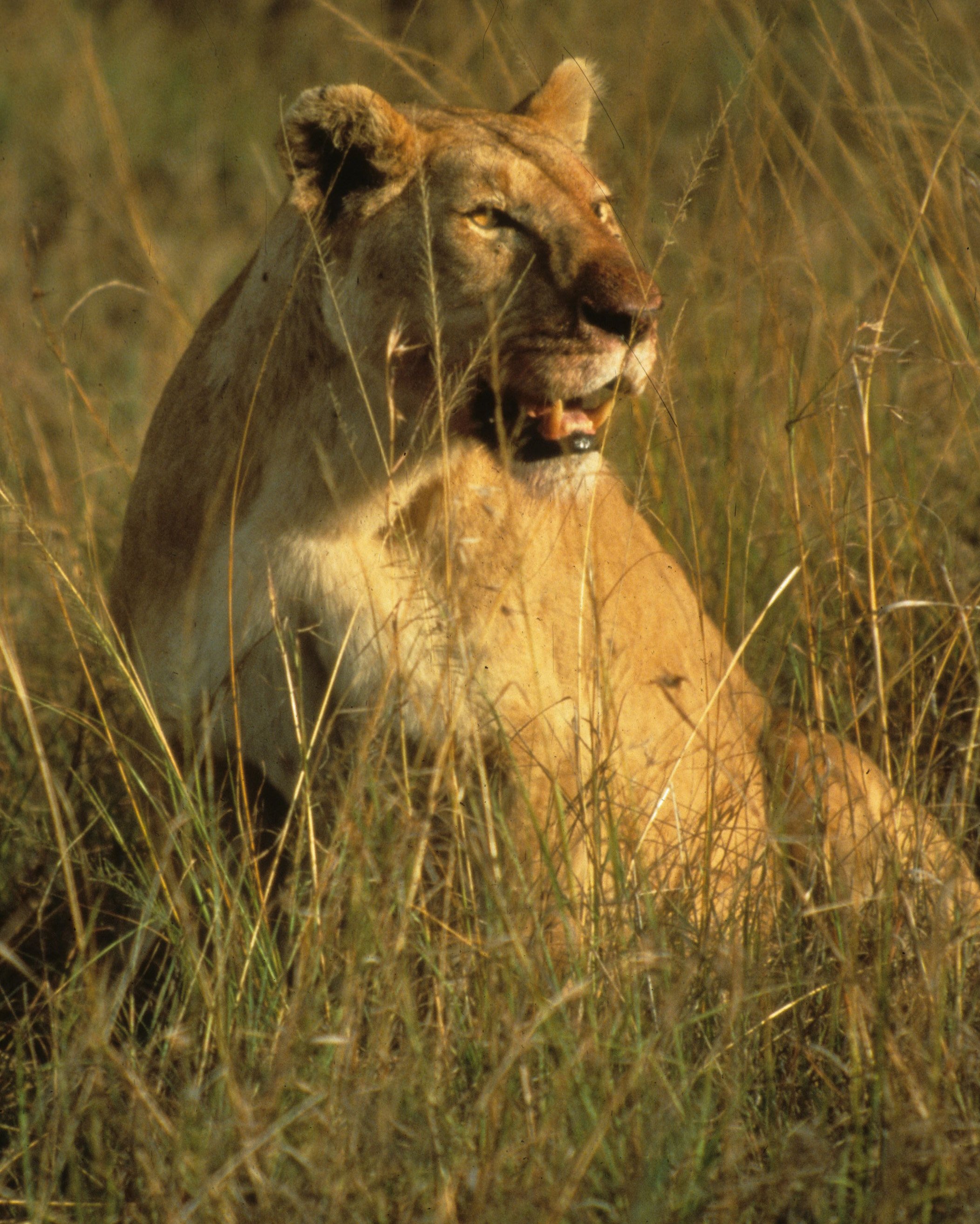 FELID - LION - SERENGETI (44).jpg