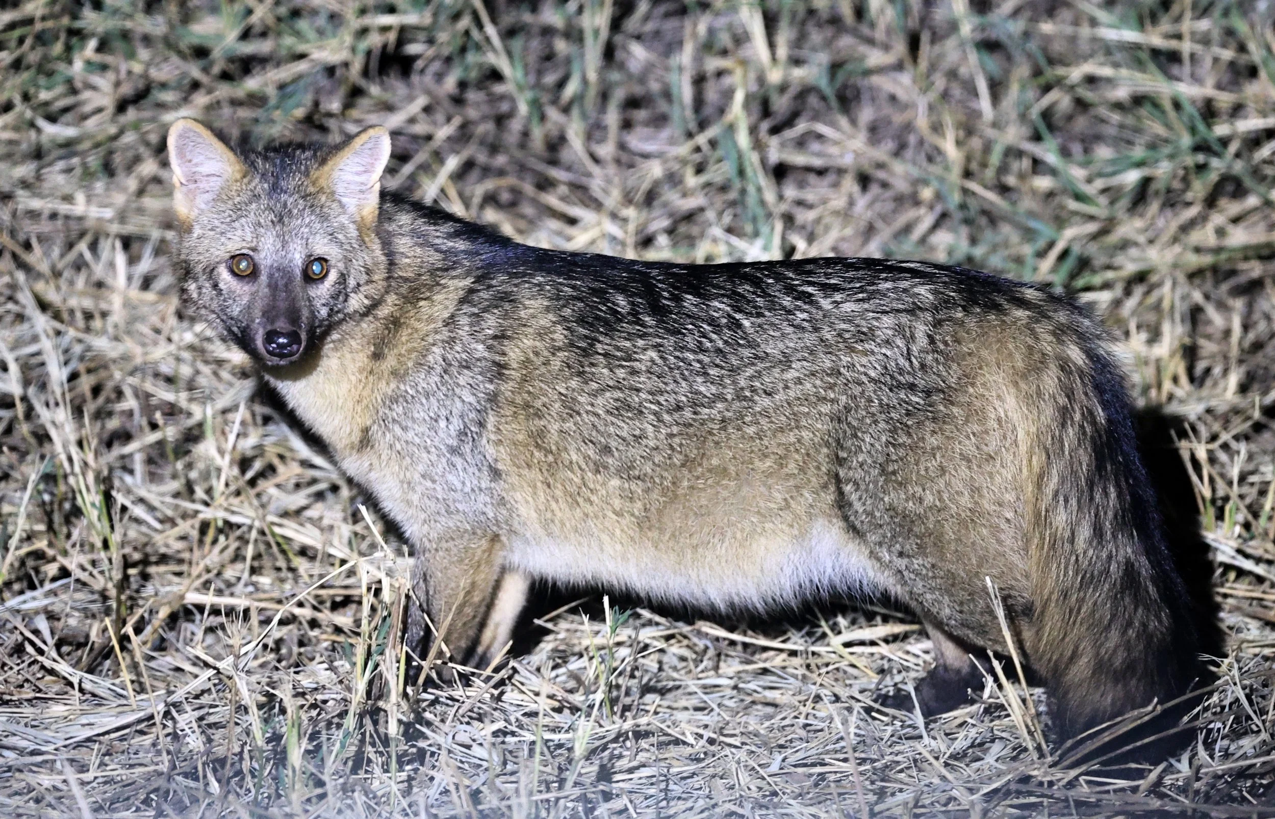 Crab-eating Fox (Cerdocyon thous) Estancia Campo'í Paraguay  (10).jpg
