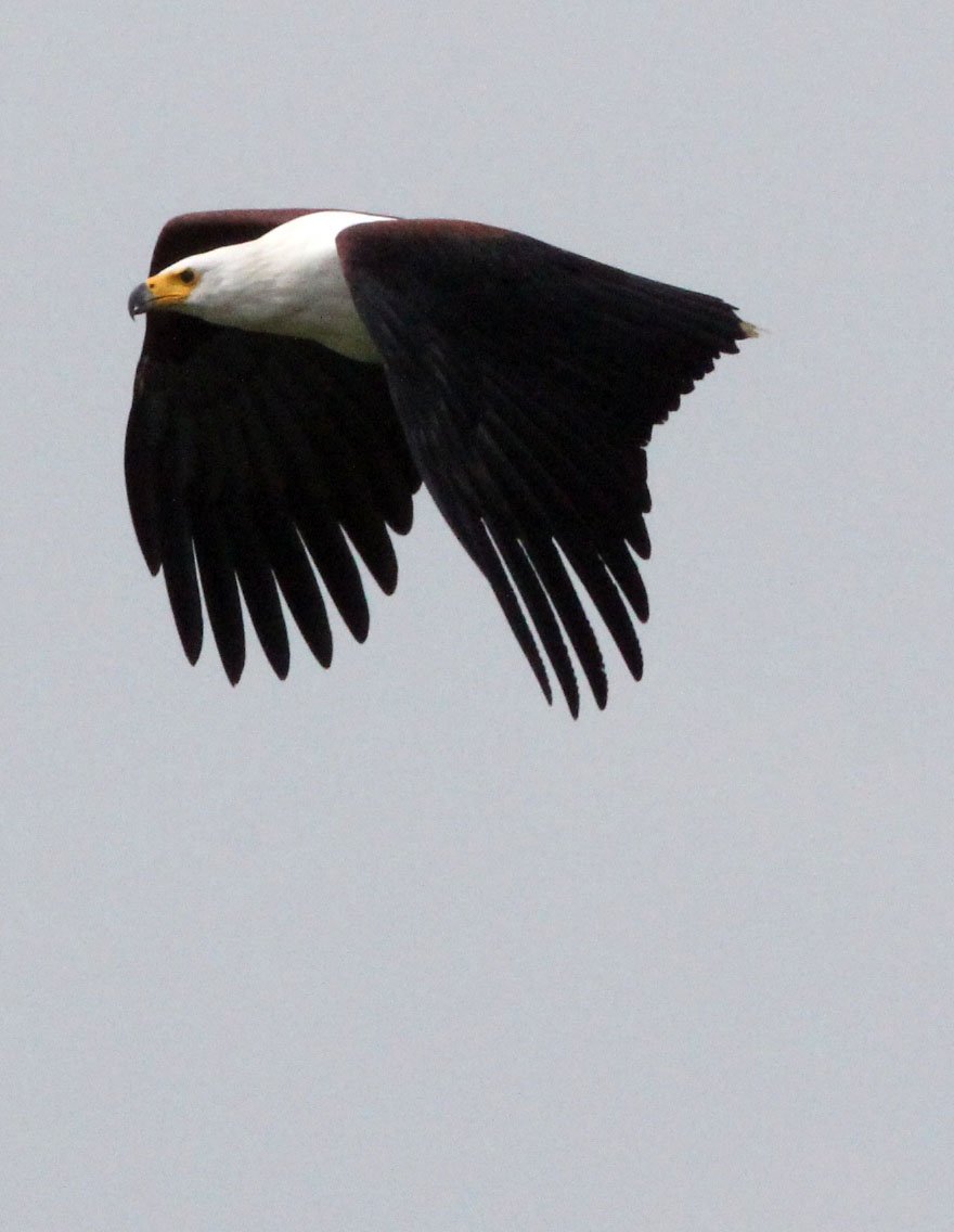 Haliaeetus vocifer - AFRICAN FISH EAGLE - MURCHISON FALLS NATIONAL PARK UGANDA (17).JPG